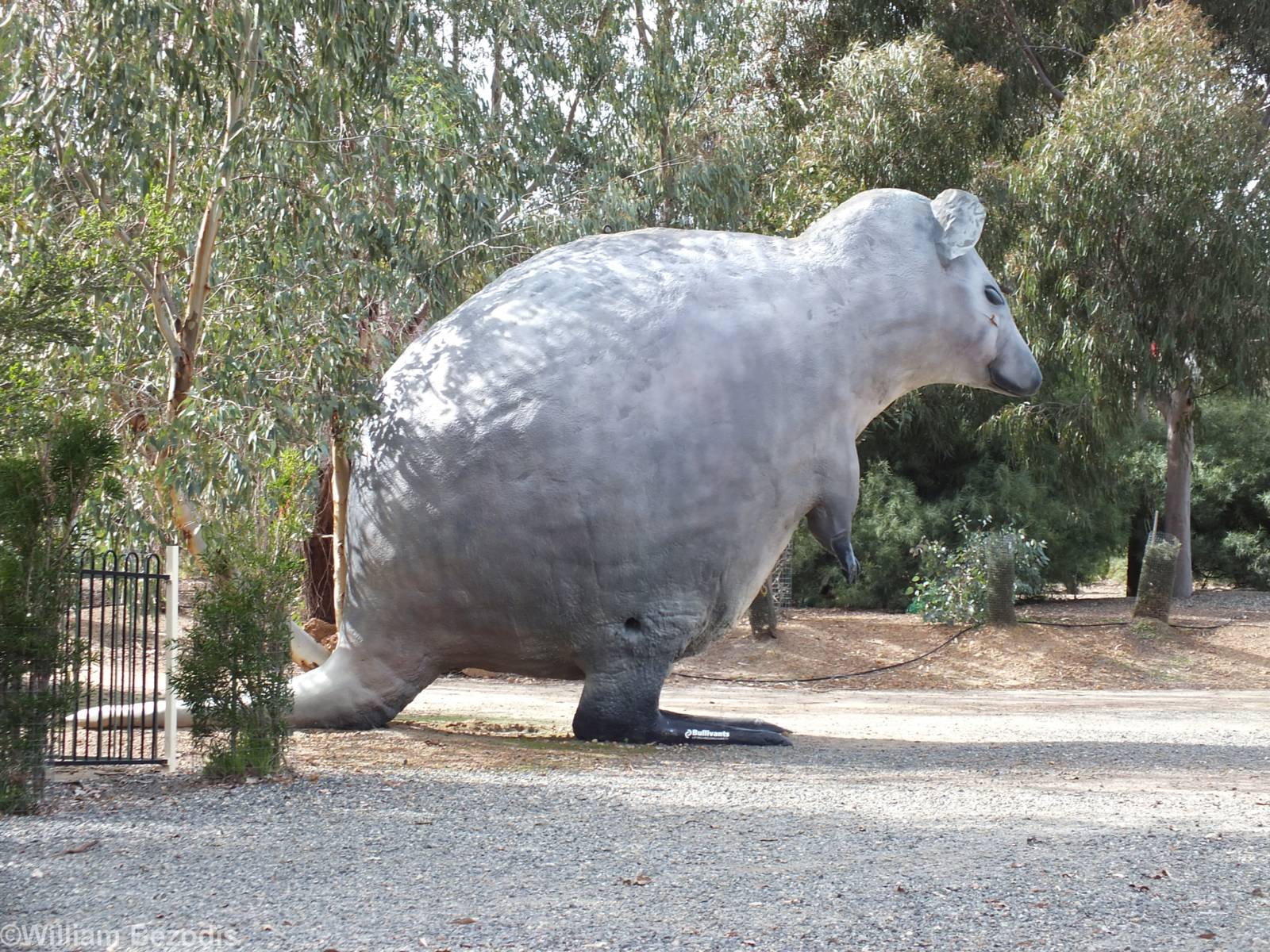 A GIANT QUOKKA!!! - Cohunu Koala Park