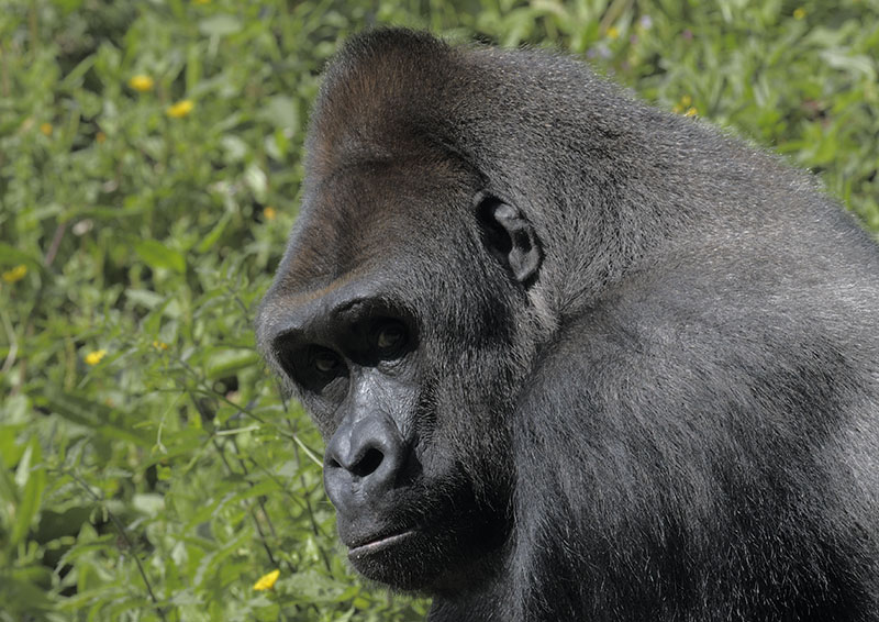 A glance from Pertinax