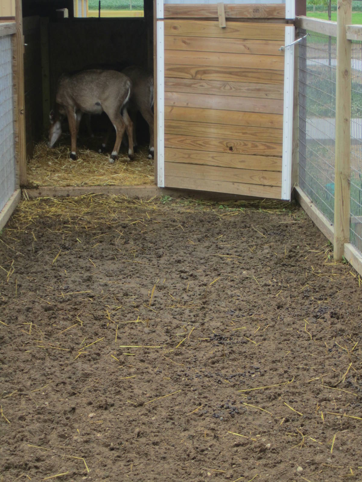 A Glimpse of the 4 Nilgai Calves