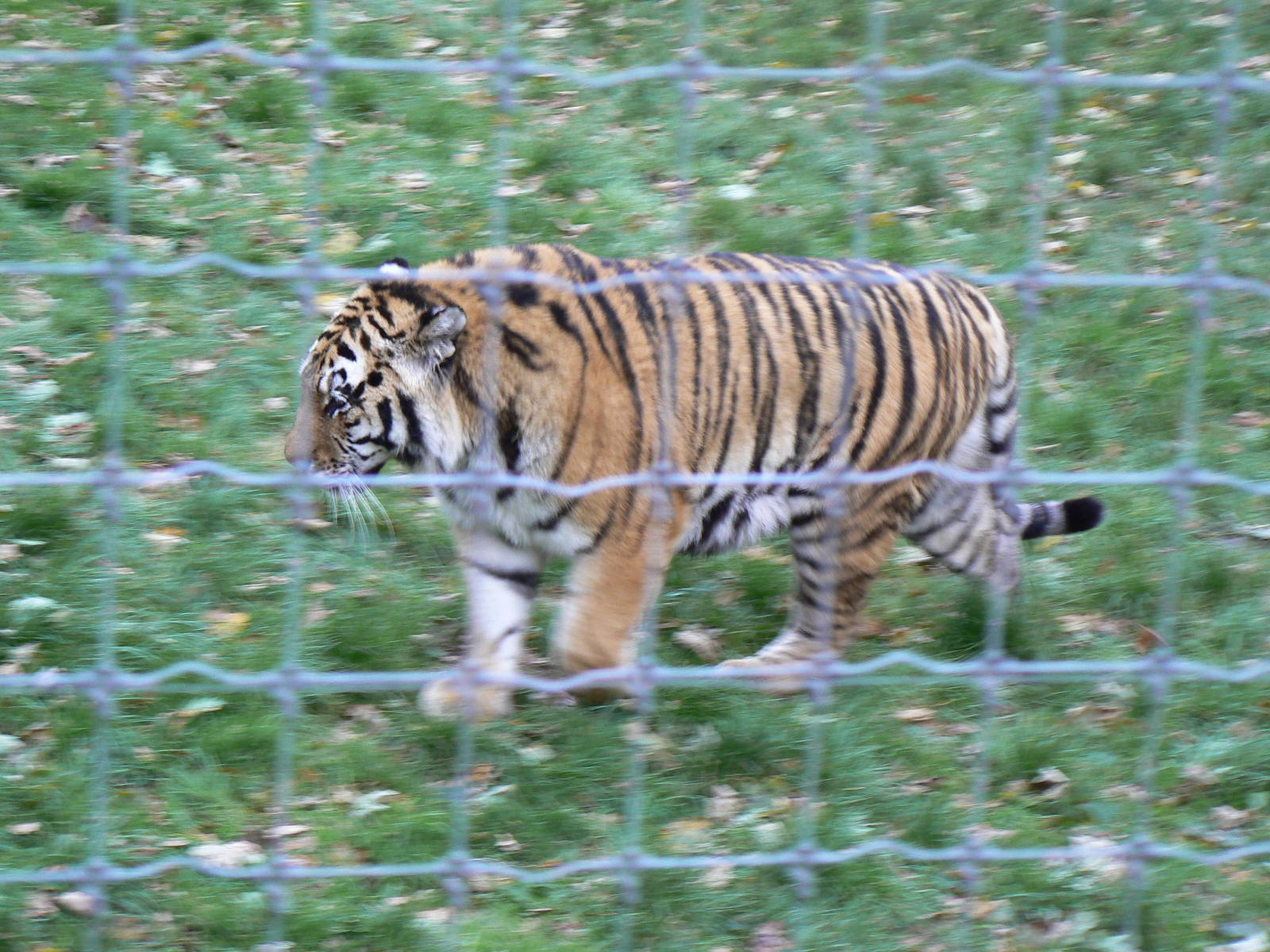 A go at a fancy movement shot ArizonaDocent style - 22 November 2015