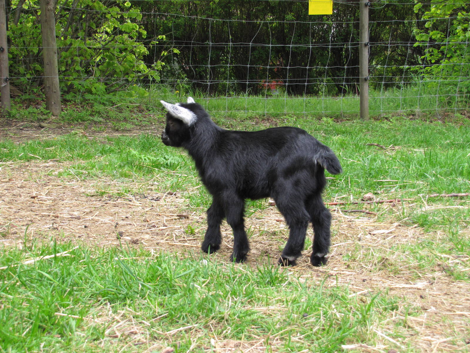 a goat kid (cabrito)