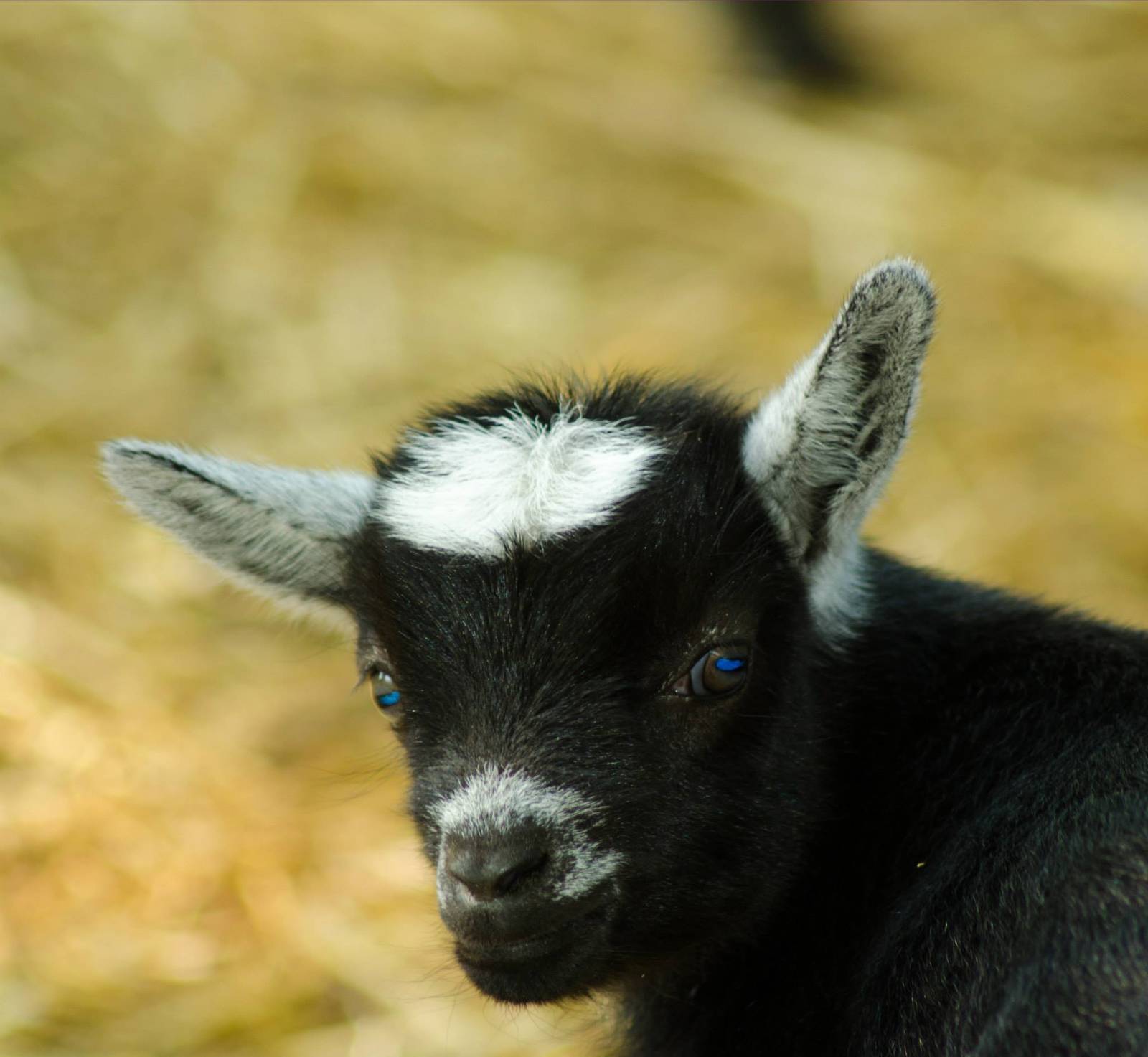 A Goat Kid