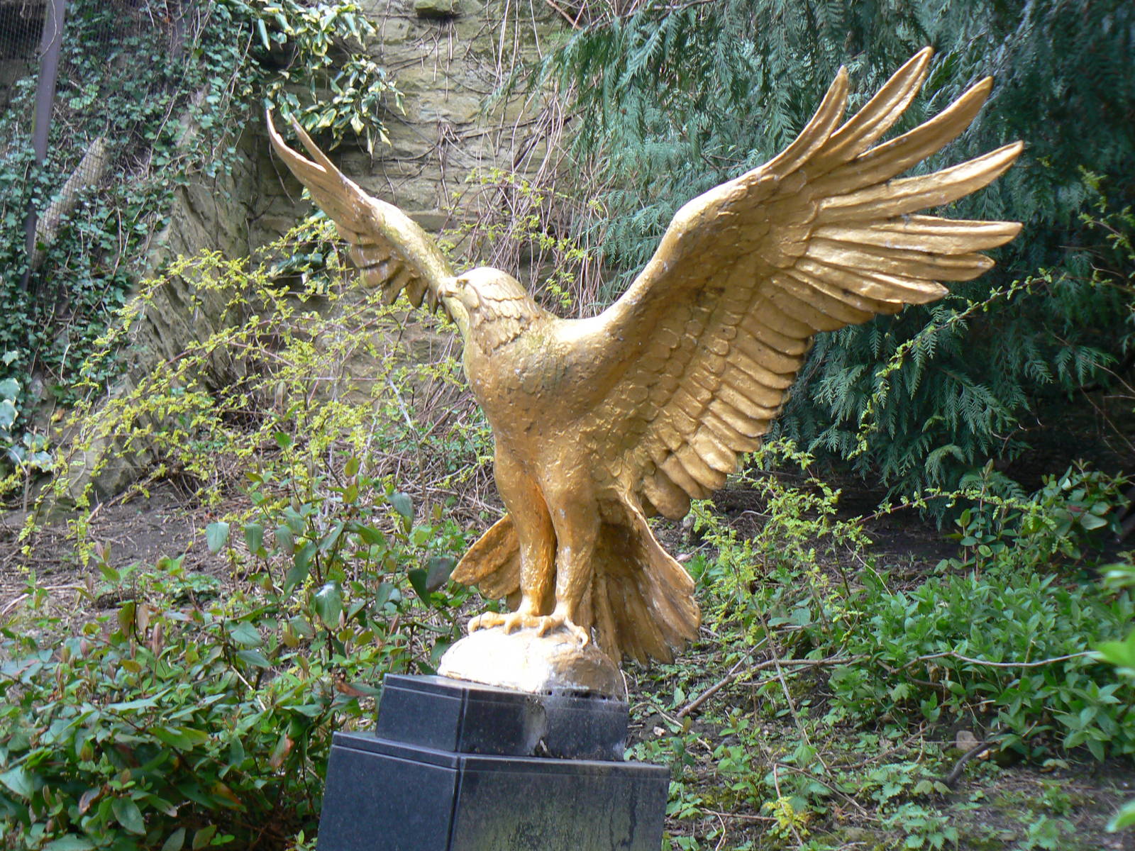A Golden Eagle