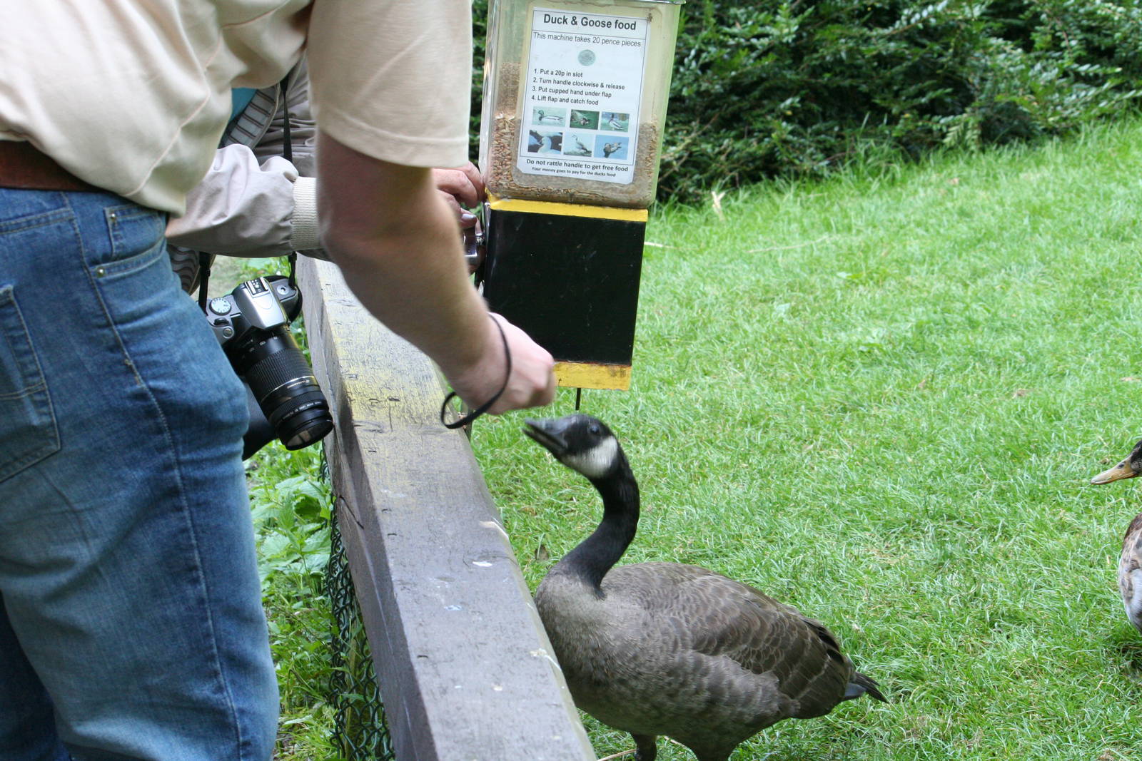 A goose and zoogiraffe