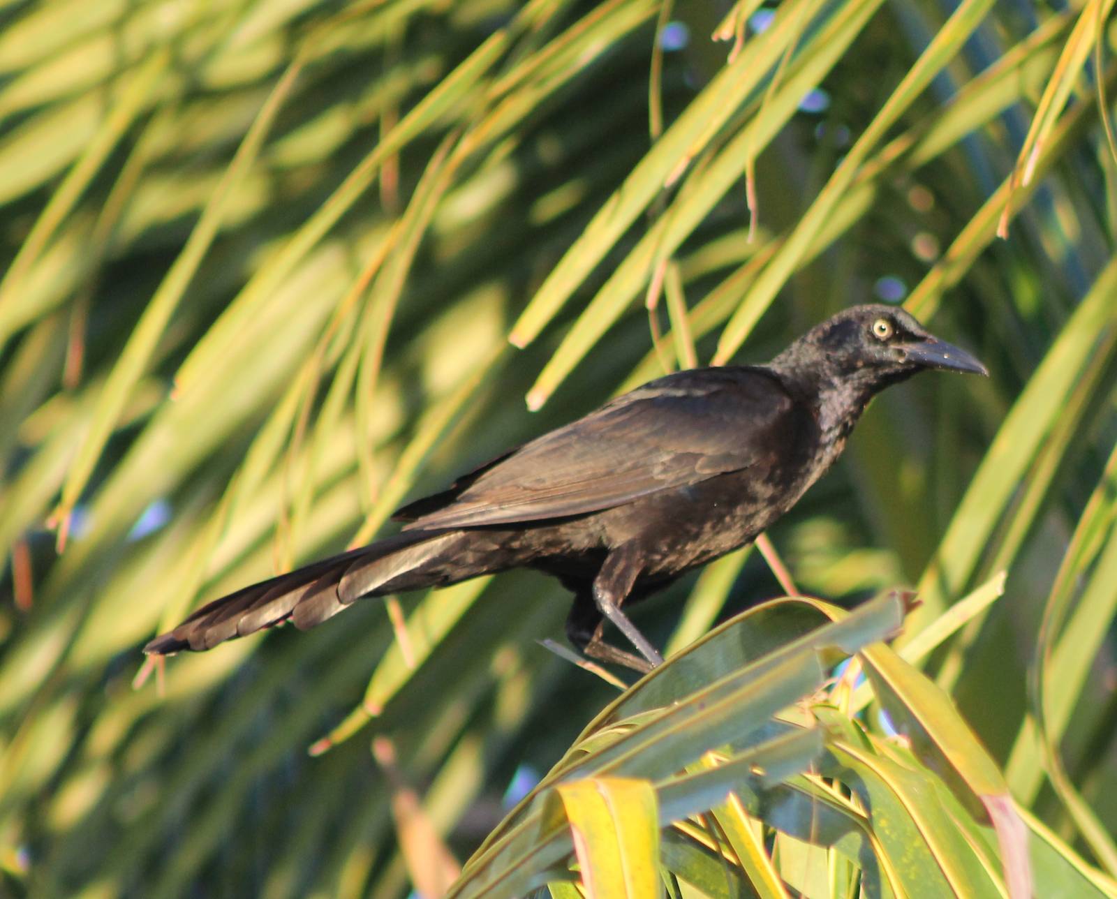 a Grackle-species