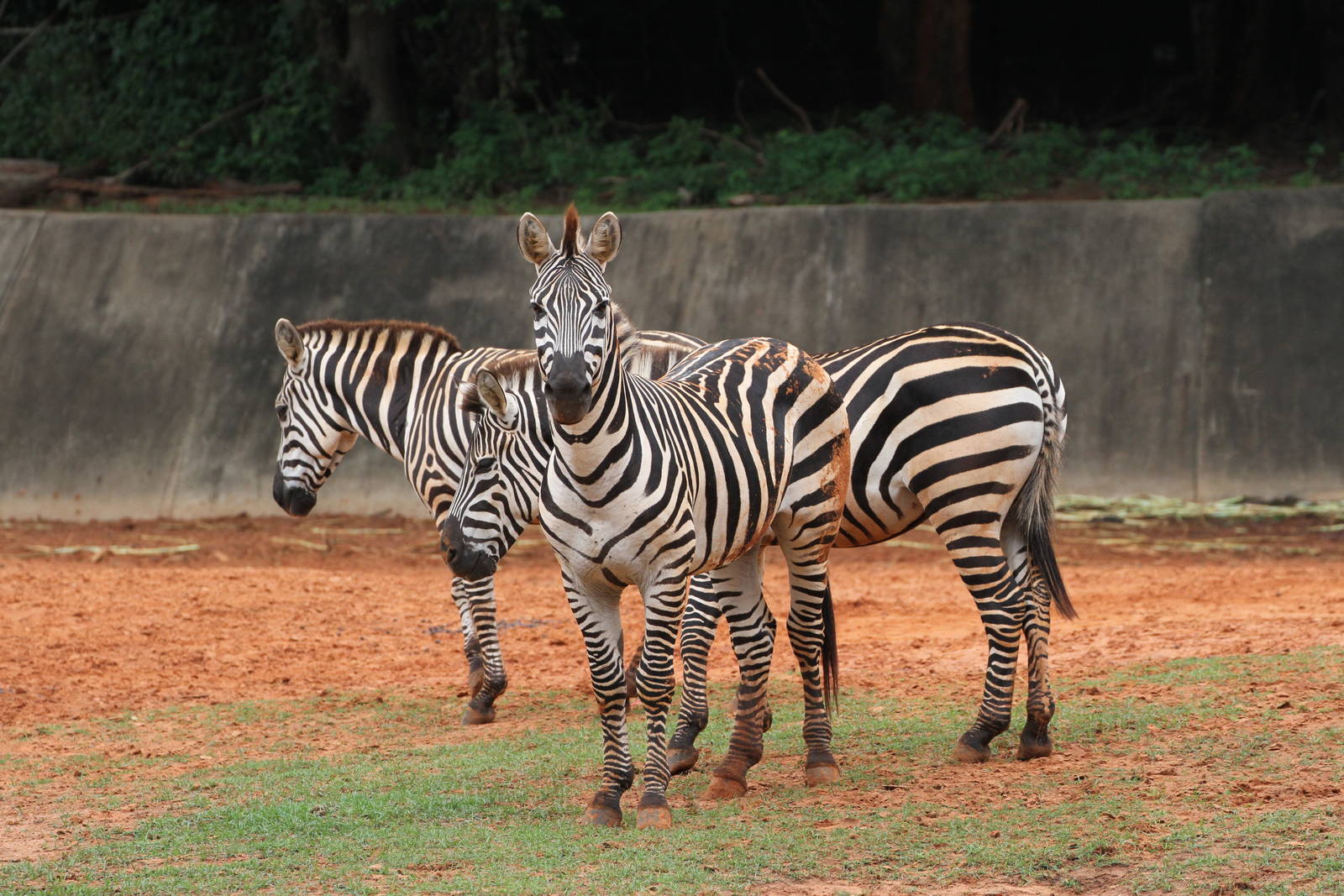 A Group of Burchell's Zebra