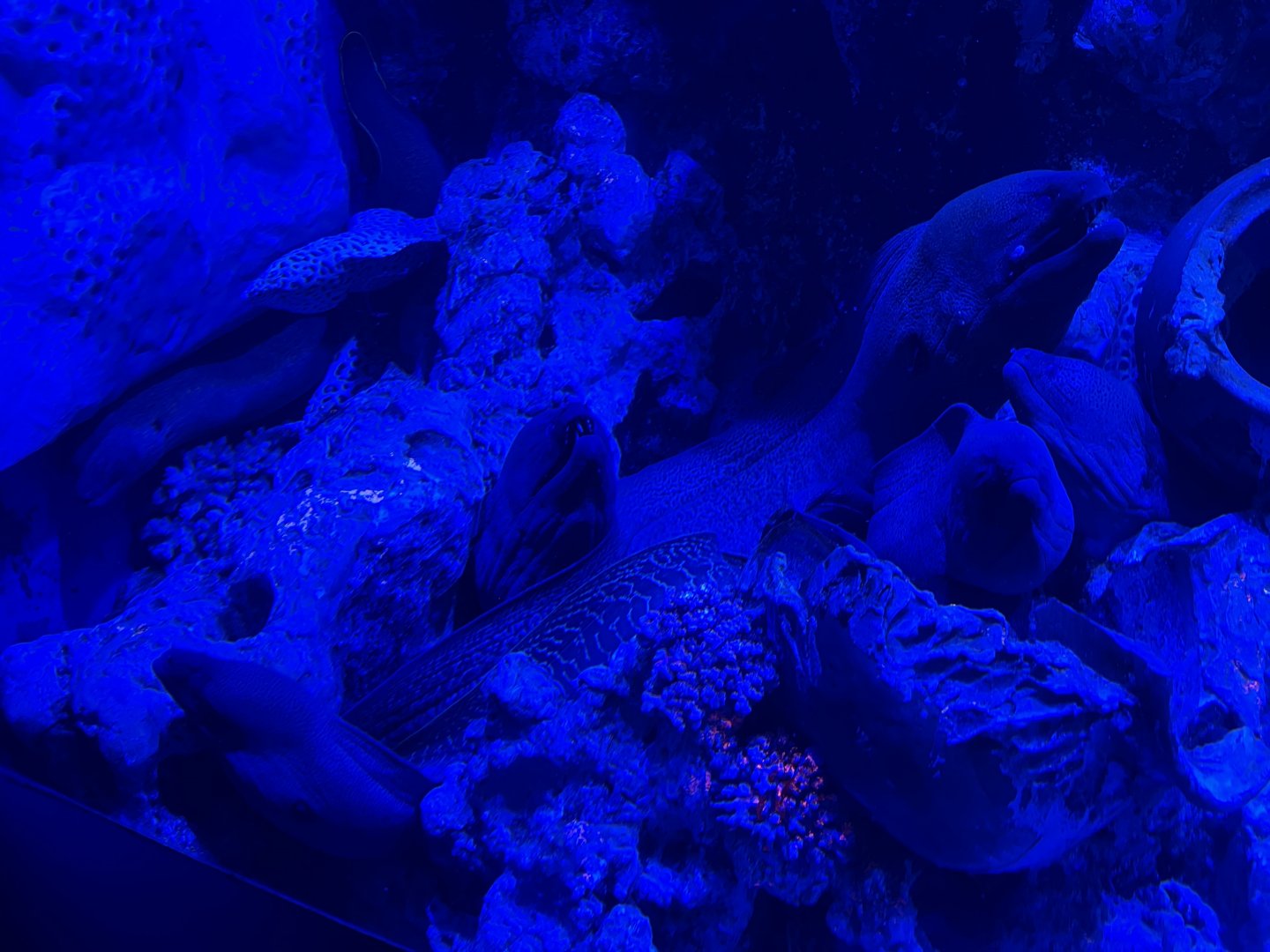 a group of giant morays (gymnothorax javanicus) - BX Sea