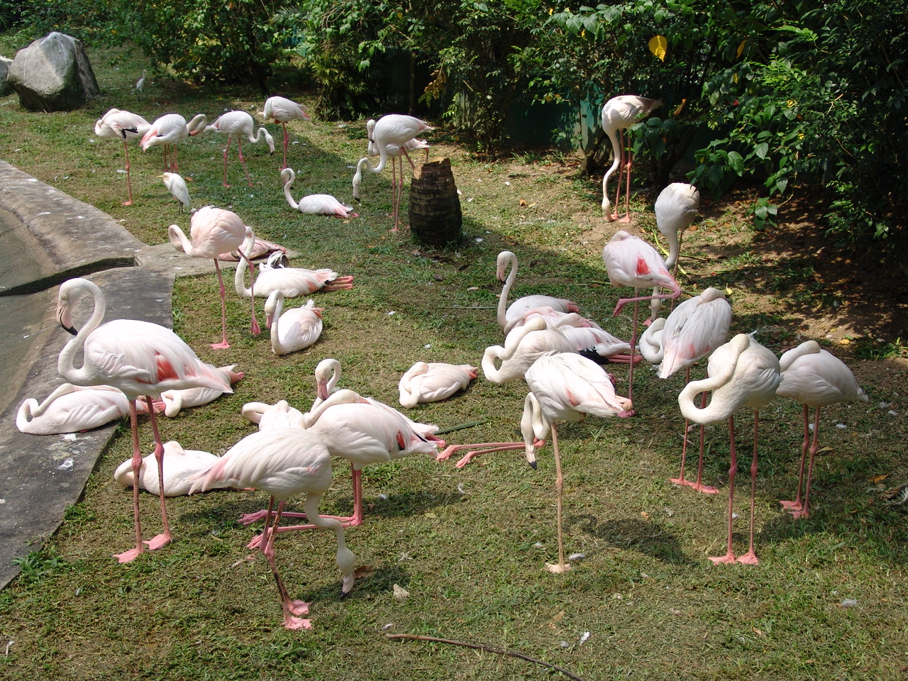 A group of Greater Flamingo (Phoenicopterus roseus)
