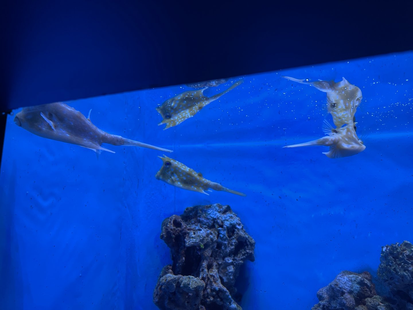 a group of longhorn cowfishes (lactoria cornuta) - BX Sea