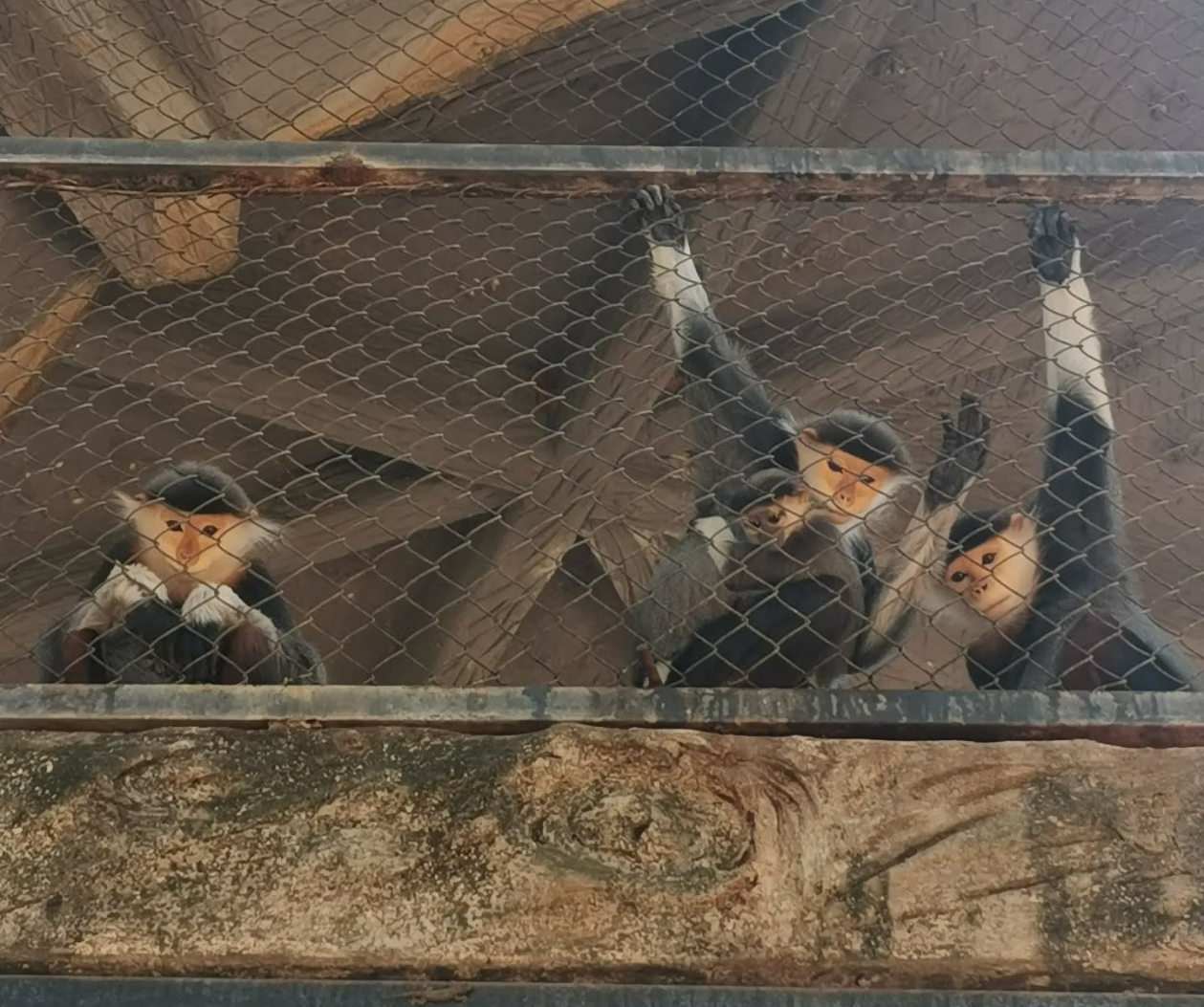 A group of red shaked douc languar