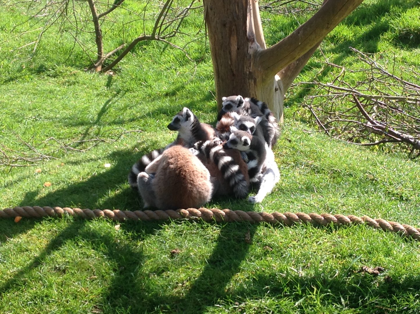 A Group of Ring-Tailed Lemurs