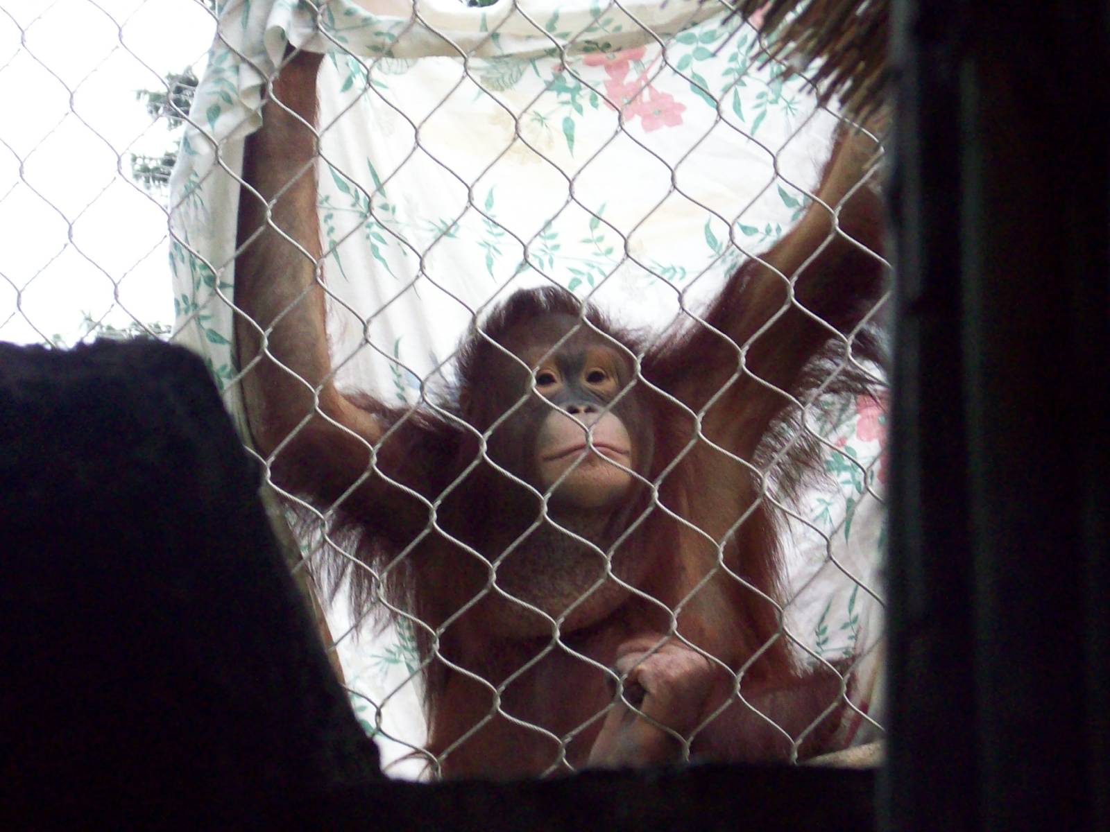 A Guard to the Orangutan Exhibit