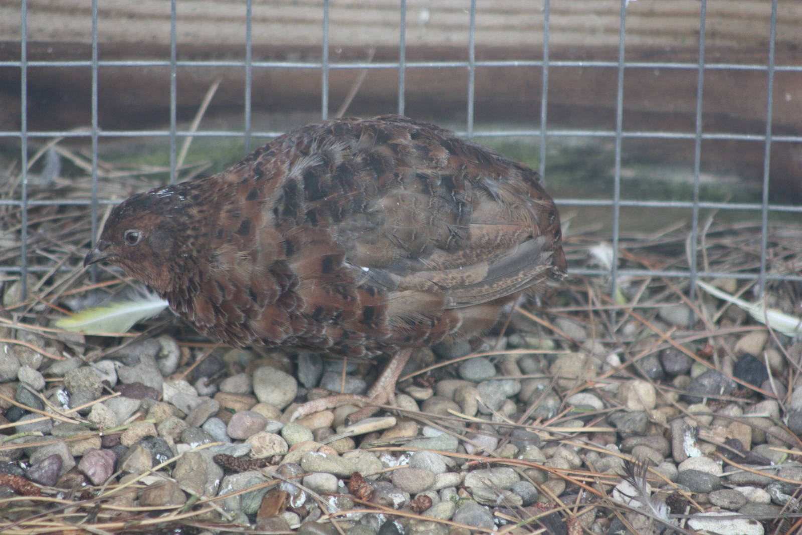 A half decent photo of my favourite Quail, 6th September 2014