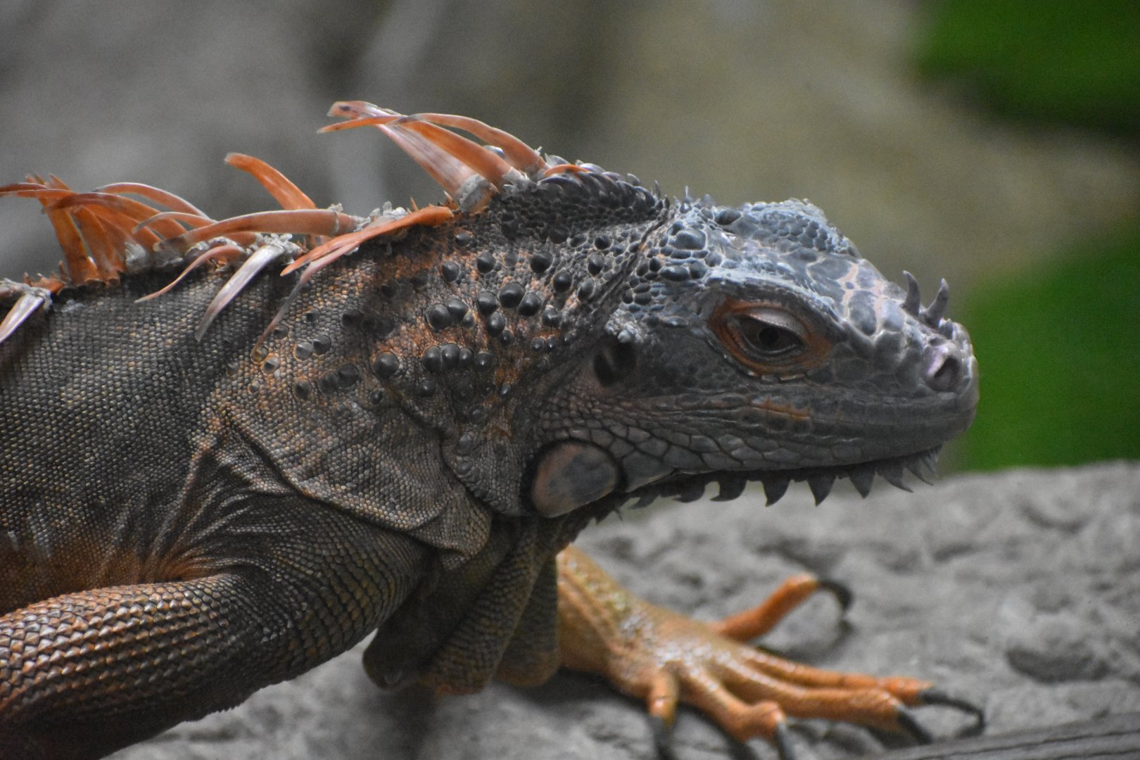 A handsome iguana