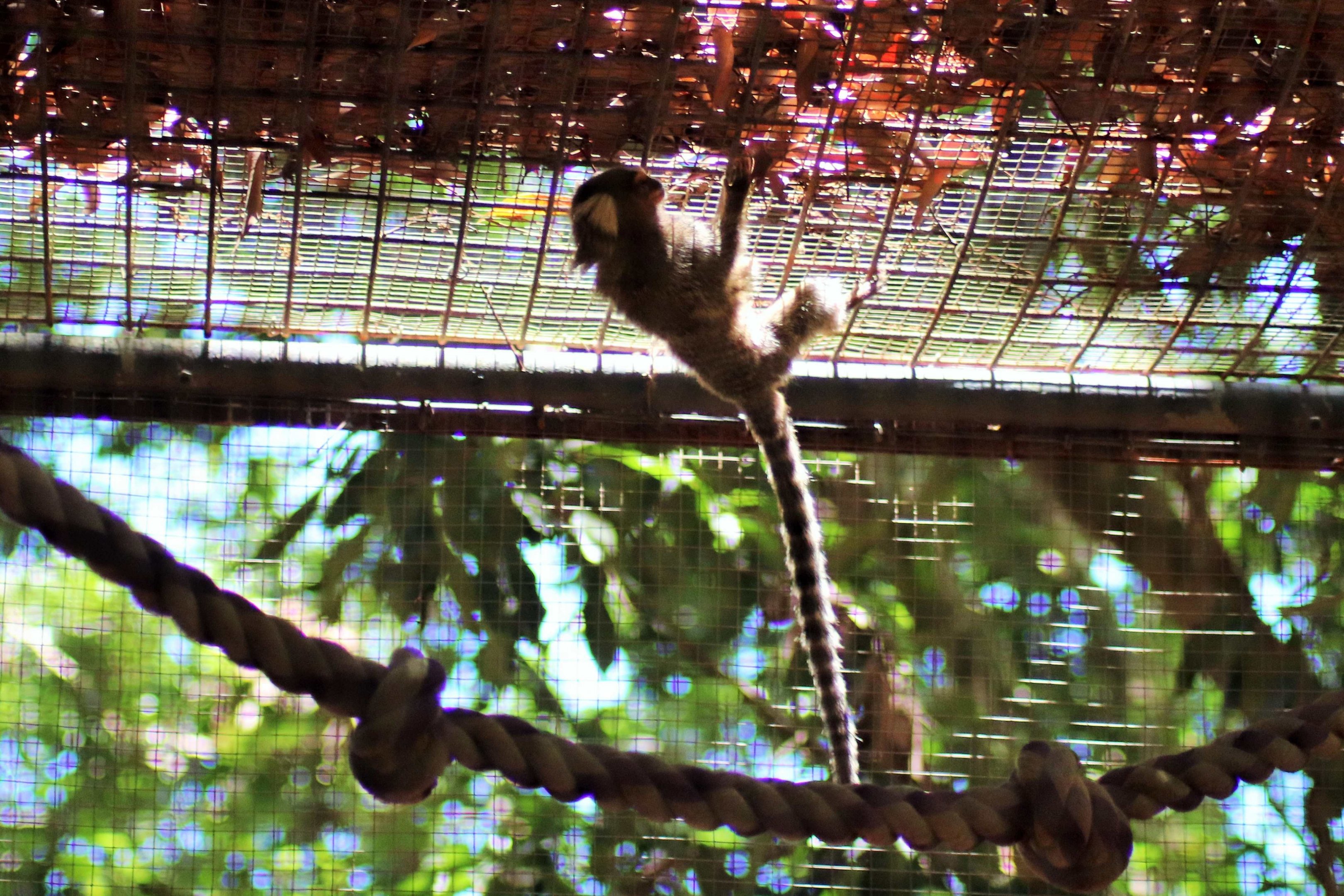 A Hanging Marmoset
