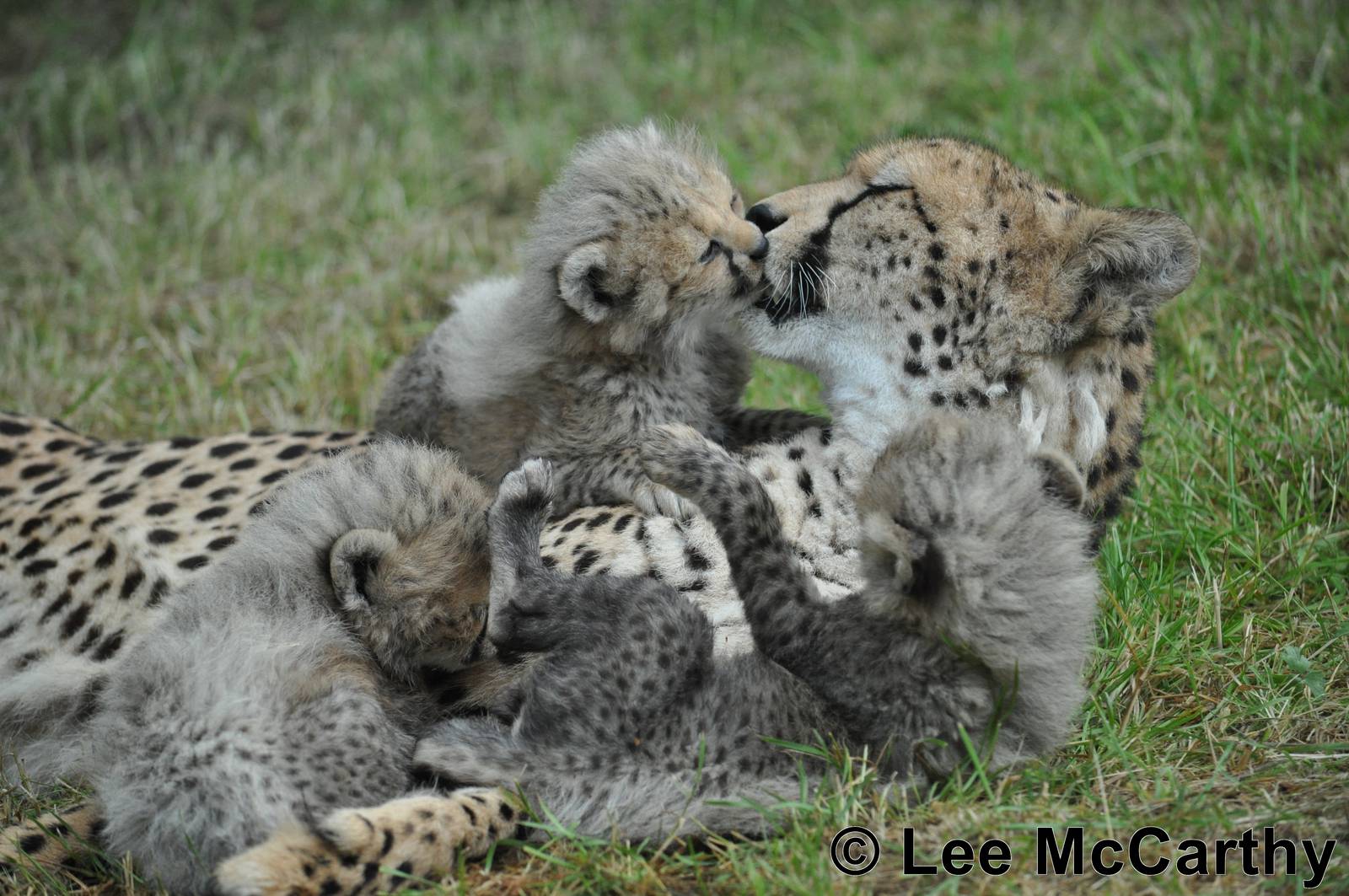 A Happy Family 1st August 2011