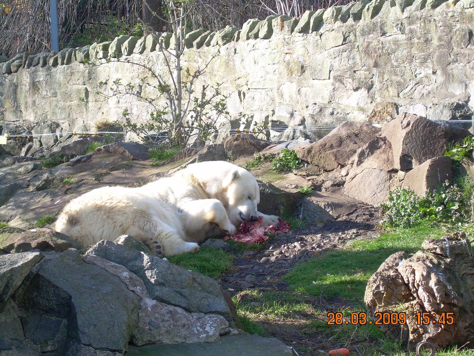 A happy relaxed Mercedes