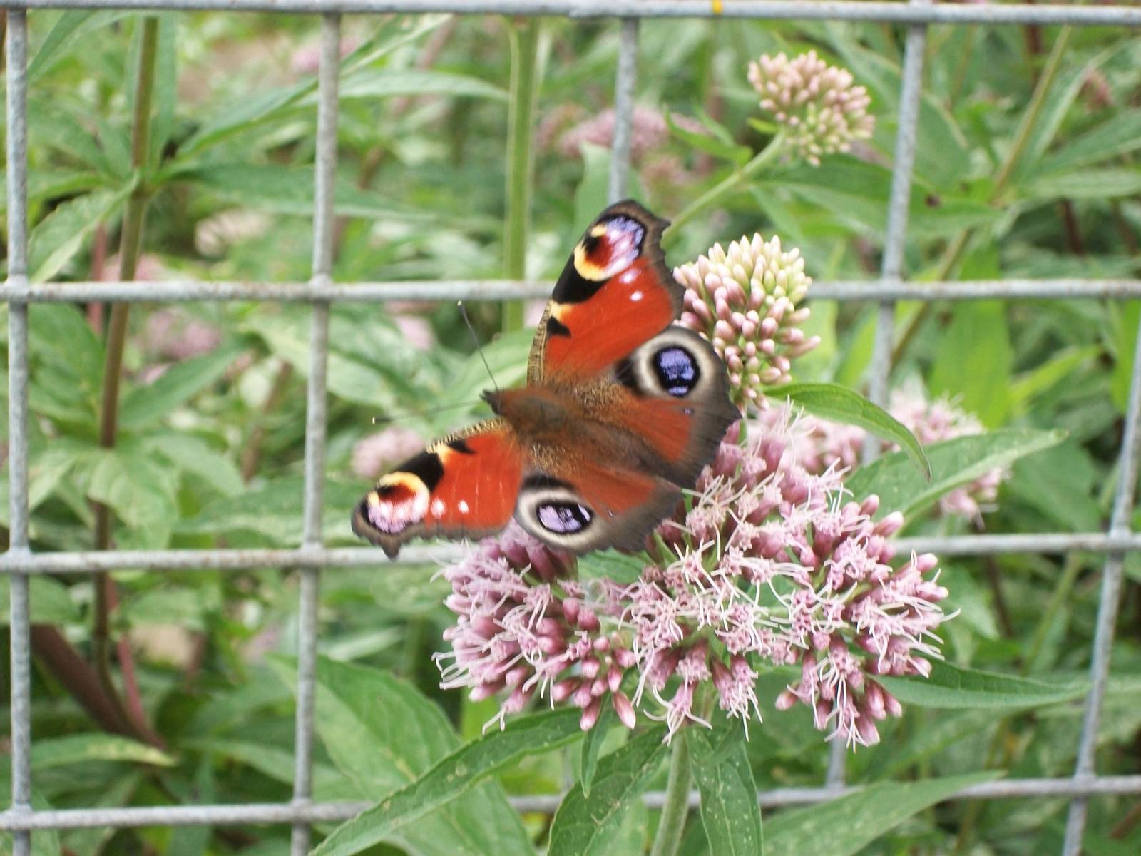 A haven for insect life, 3rd August 2014