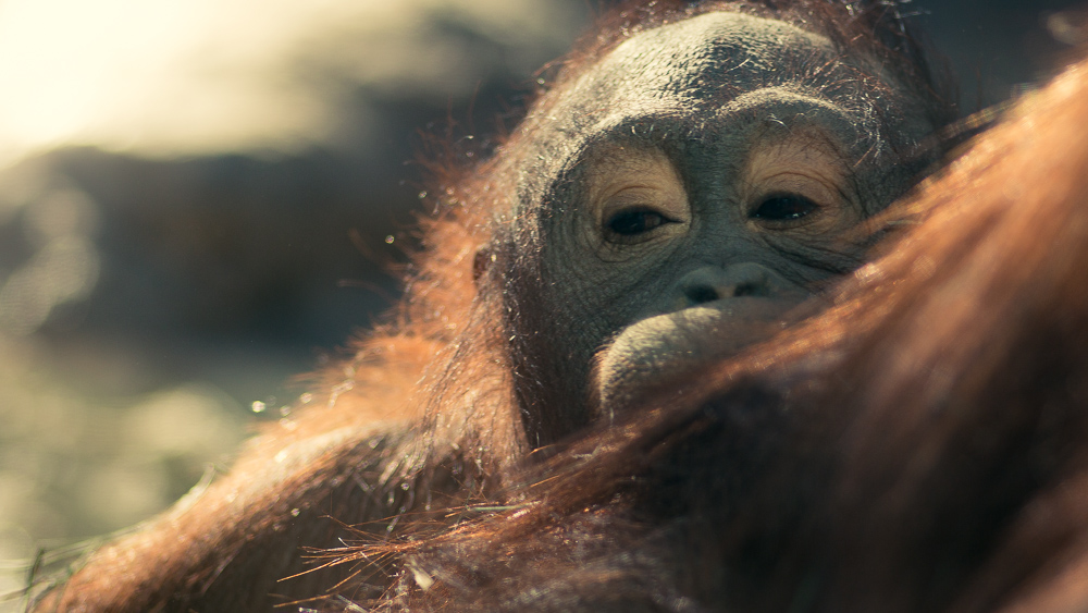 A Head Full of Dreams