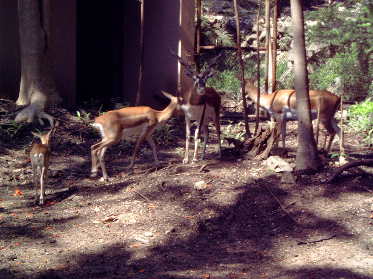 A herd of Blackbuck (Antilope cervicapra)