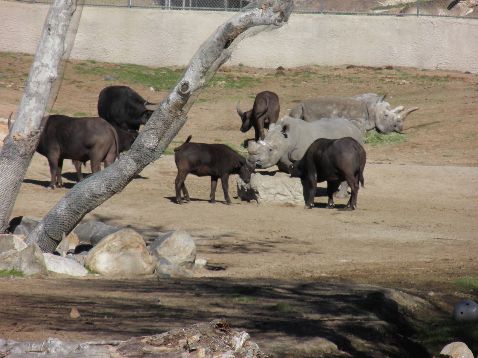A herd of Cape Buffalo with a Southern White Rhino and a Northern White Rhi