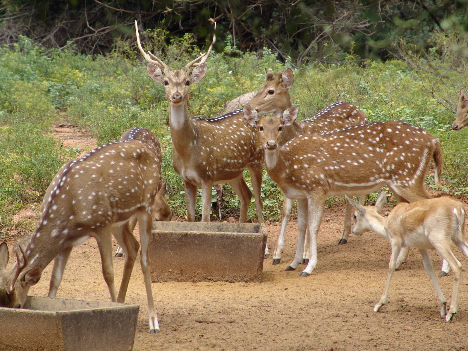 A herd of Chital (Axis axis) & a female Blackbuck (Antilope cervicapra)