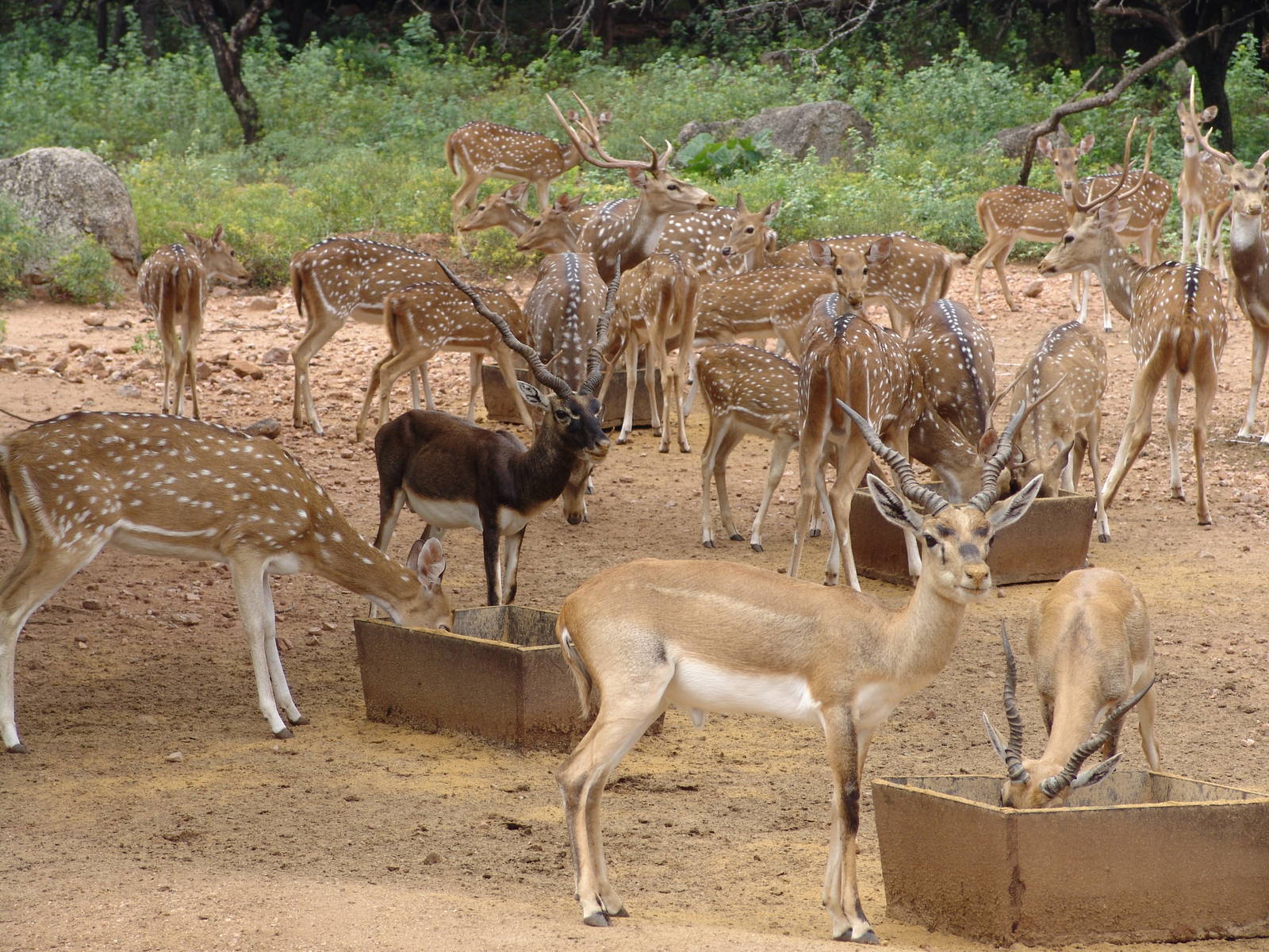 A herd of Chital (Axis axis) & Blackbuck (Antilope cervicapra)