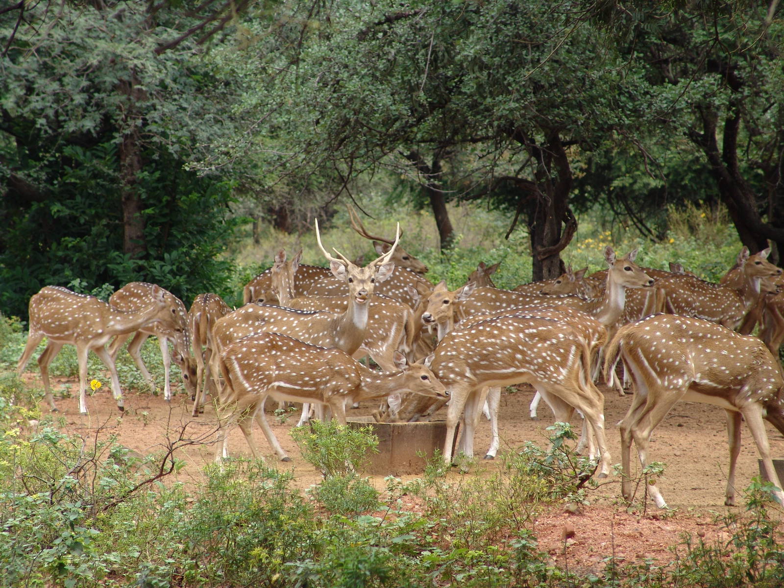 A herd of Chital (Axis axis)