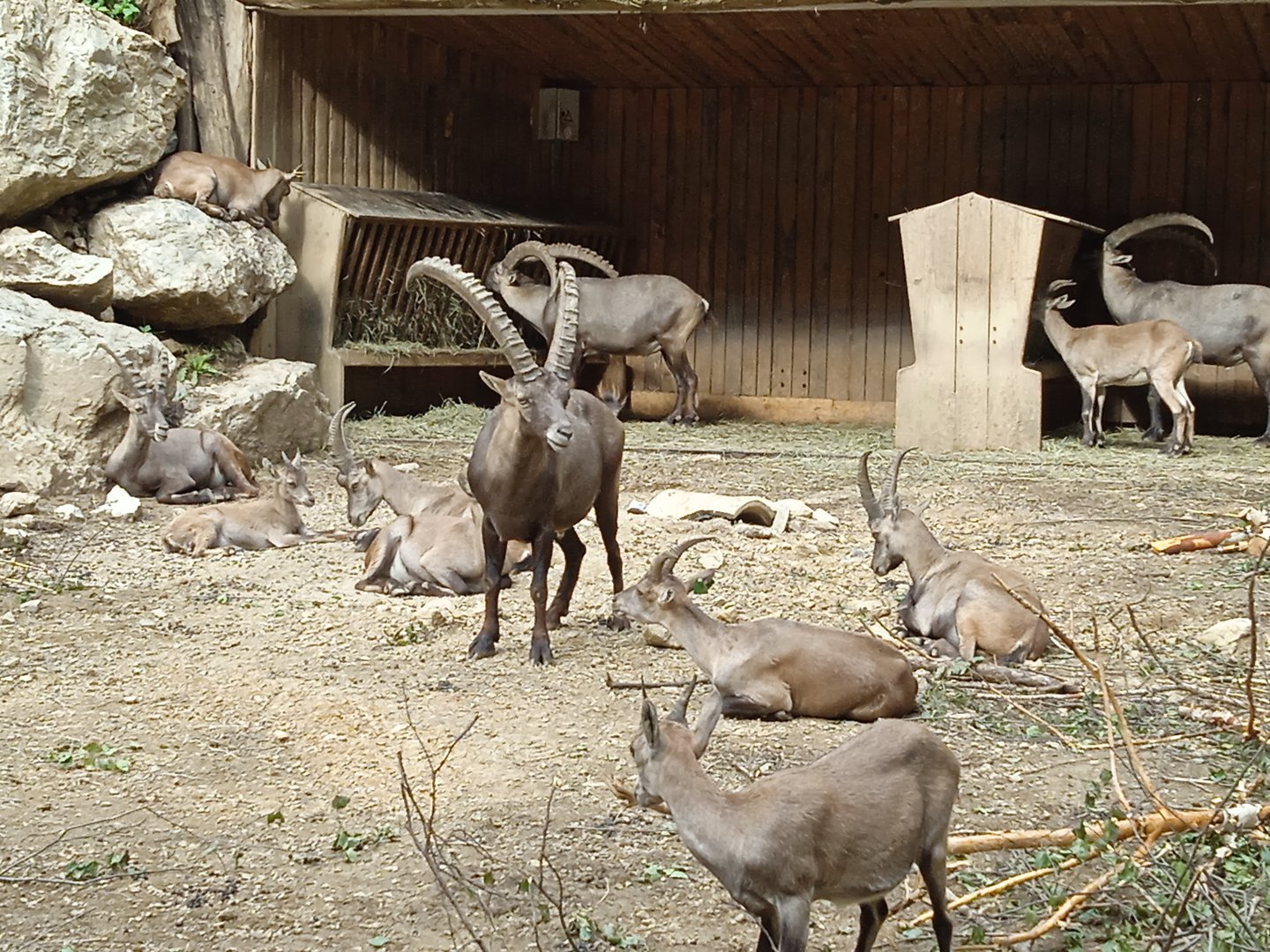 A herd of ibexes