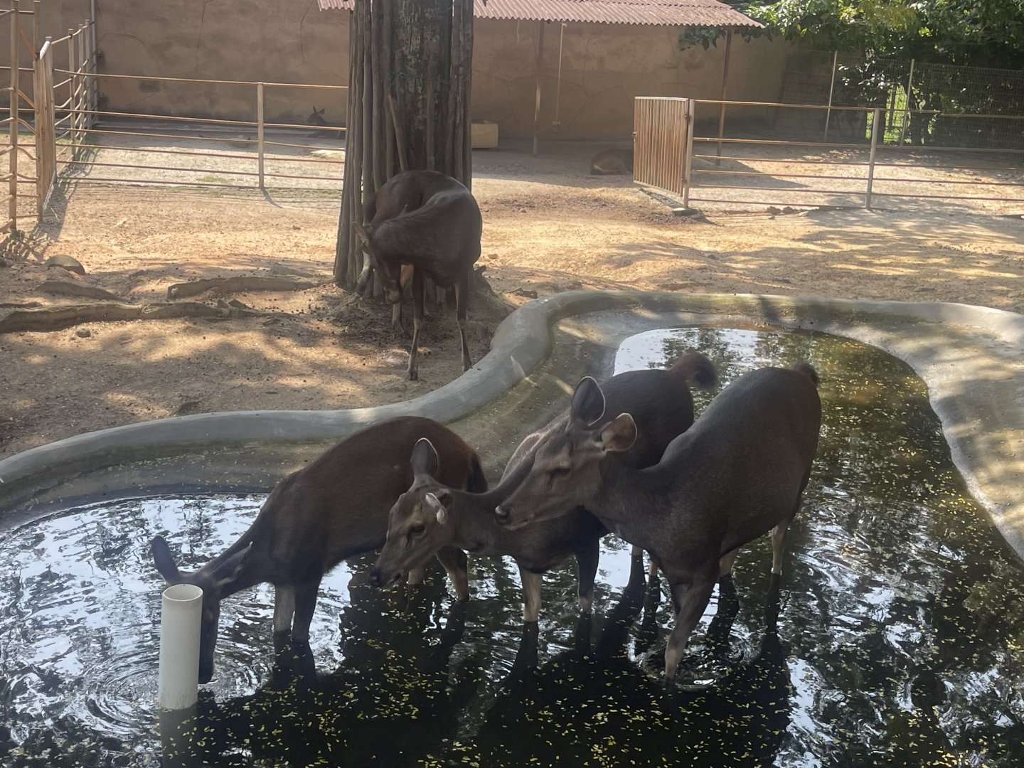 A herd of Sambar Deer at Afamosa Safari Wonderland