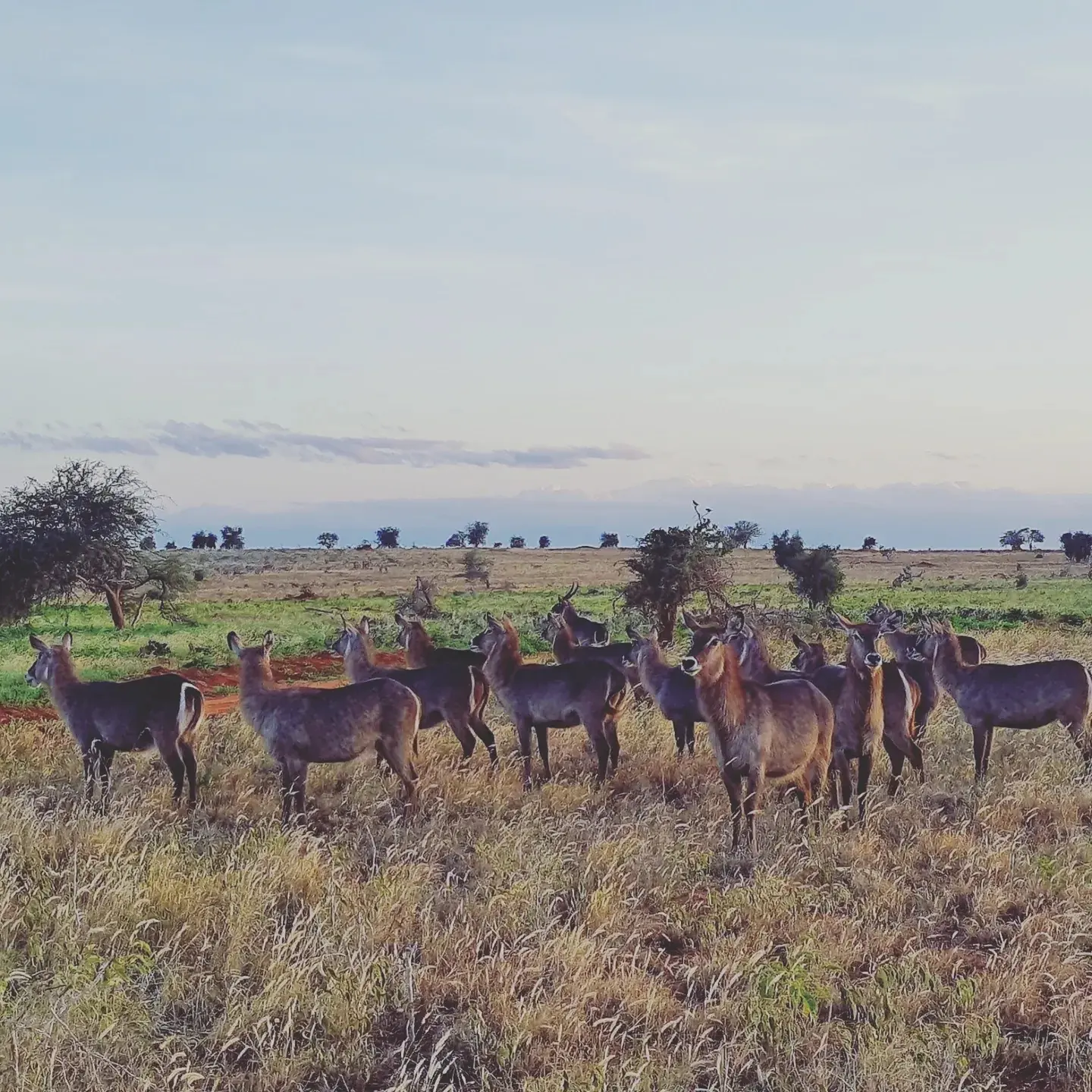A herd of waterbucks