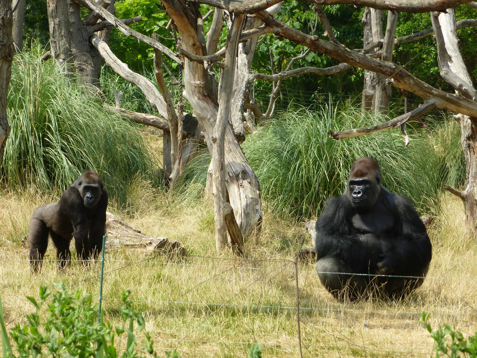 A hot afternoon at the Zoo