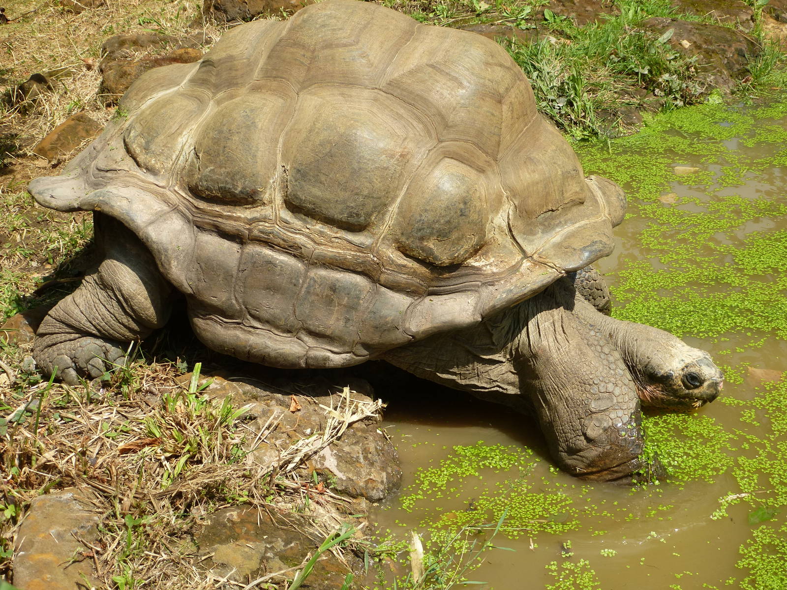 A hot afternoon at the Zoo