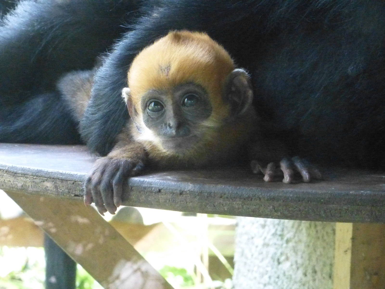 A hot afternoon at the Zoo