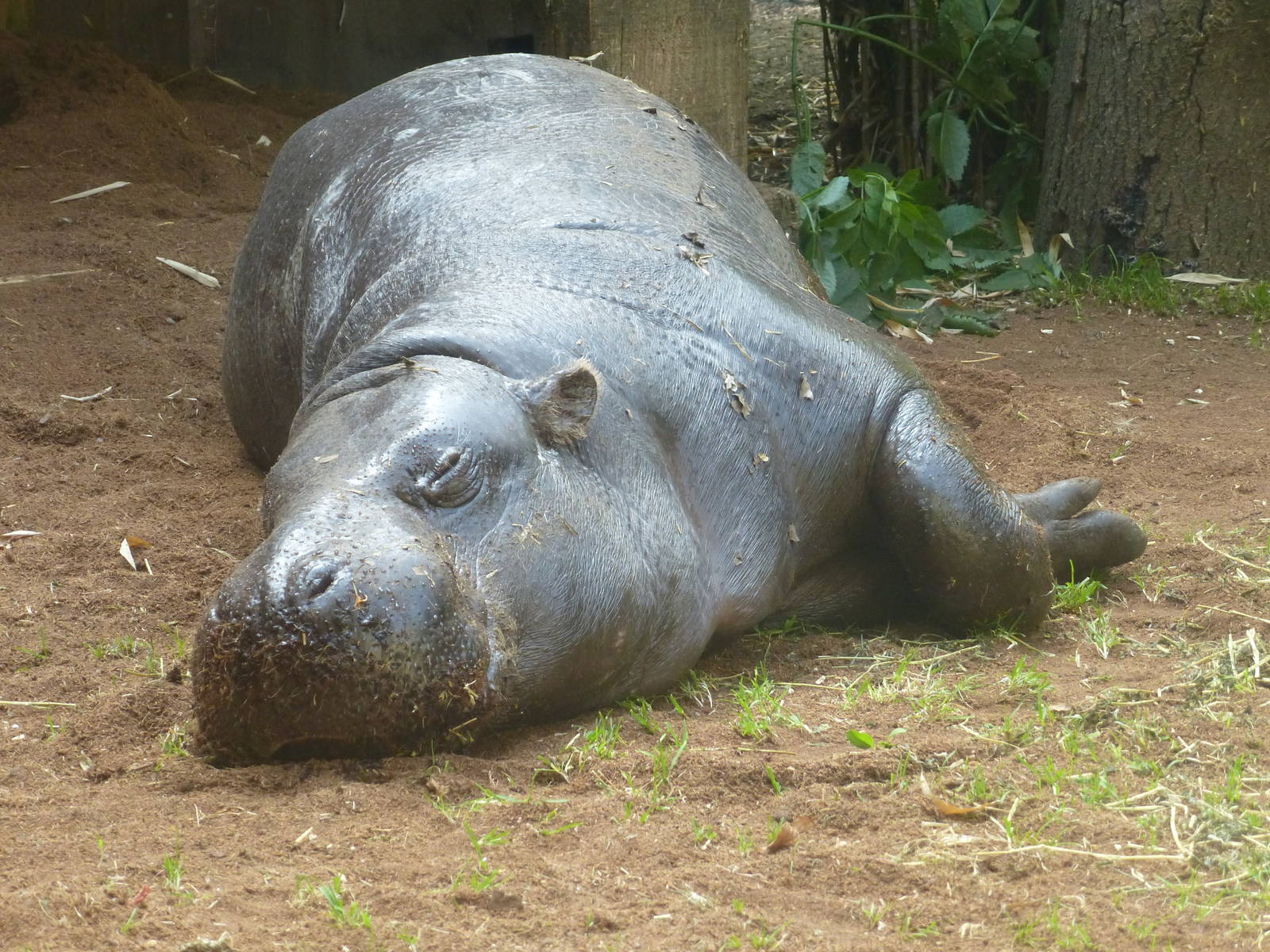 A hot afternoon at the Zoo