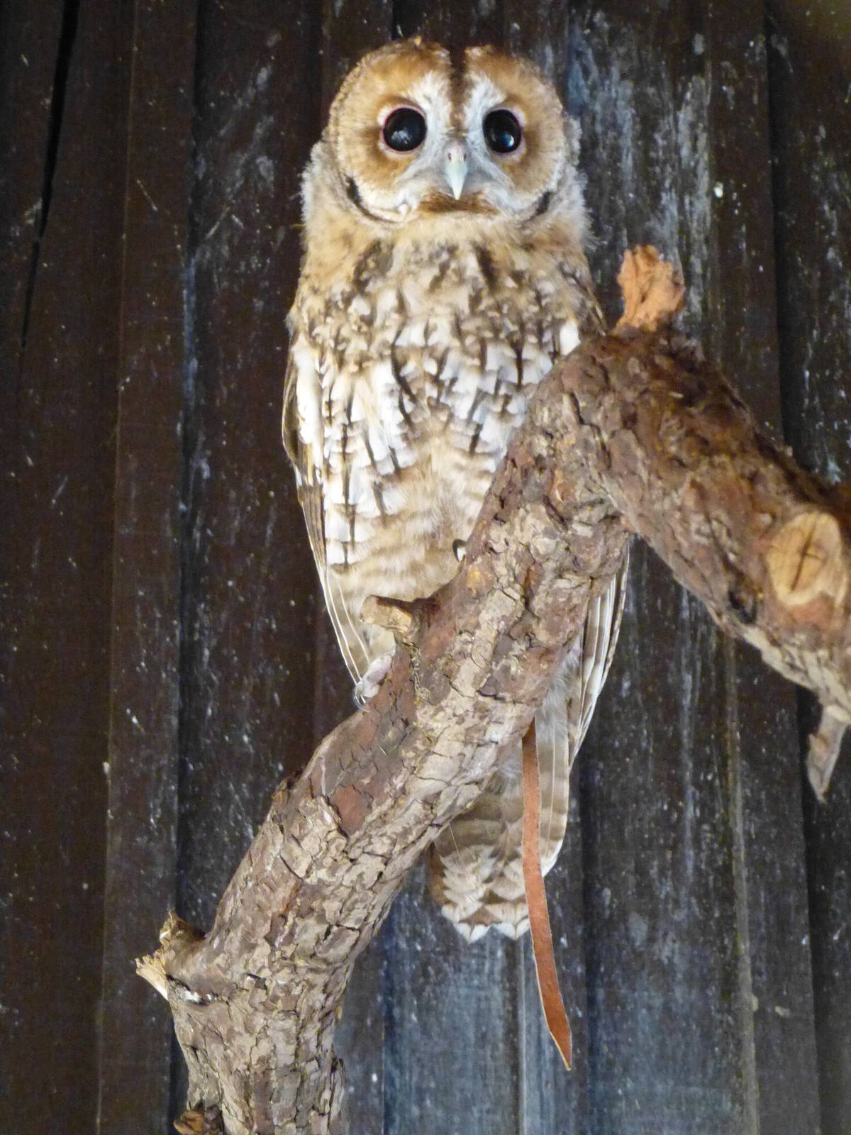 A hot afternoon at the Zoo