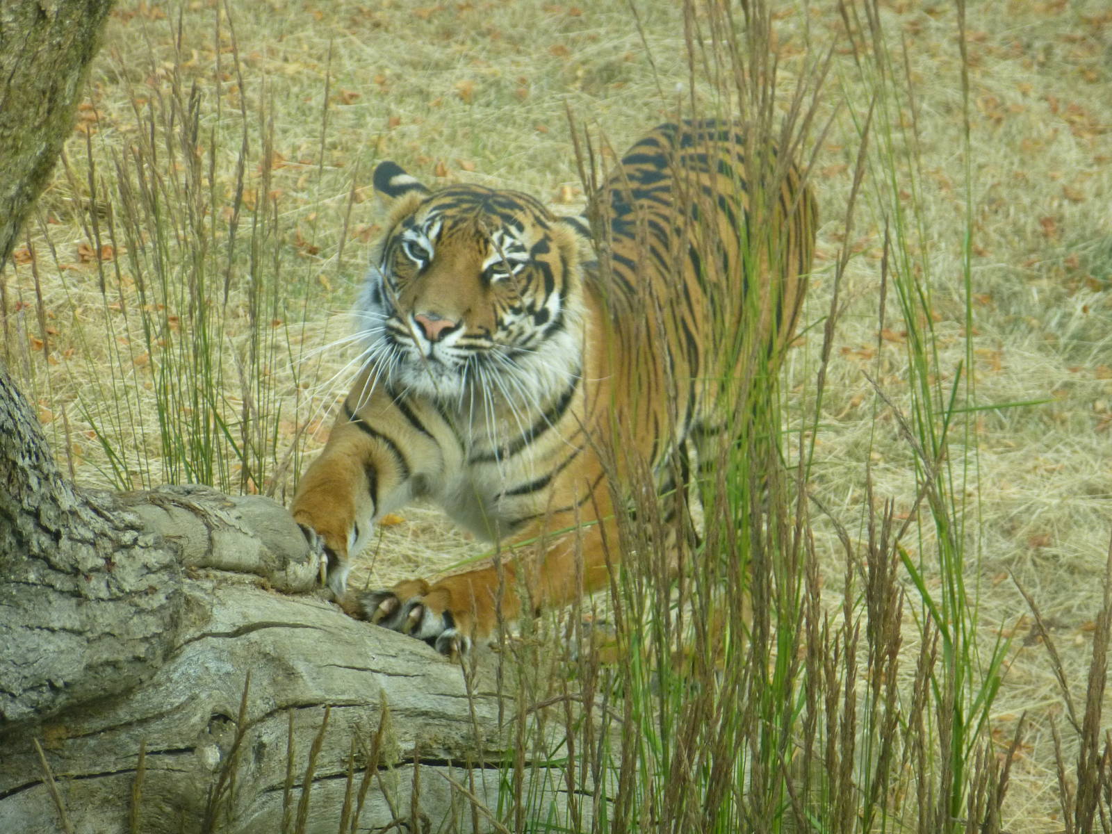 A hot afternoon at the Zoo