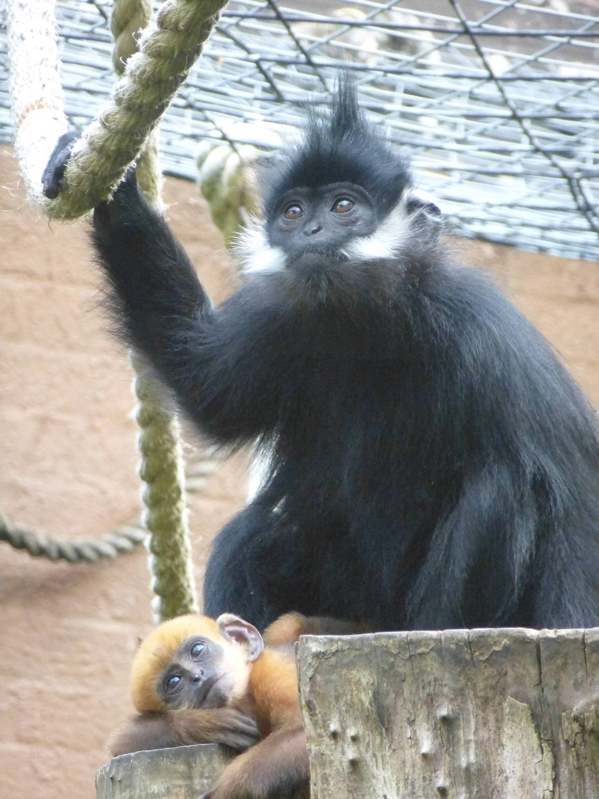 A hot afternoon at the Zoo