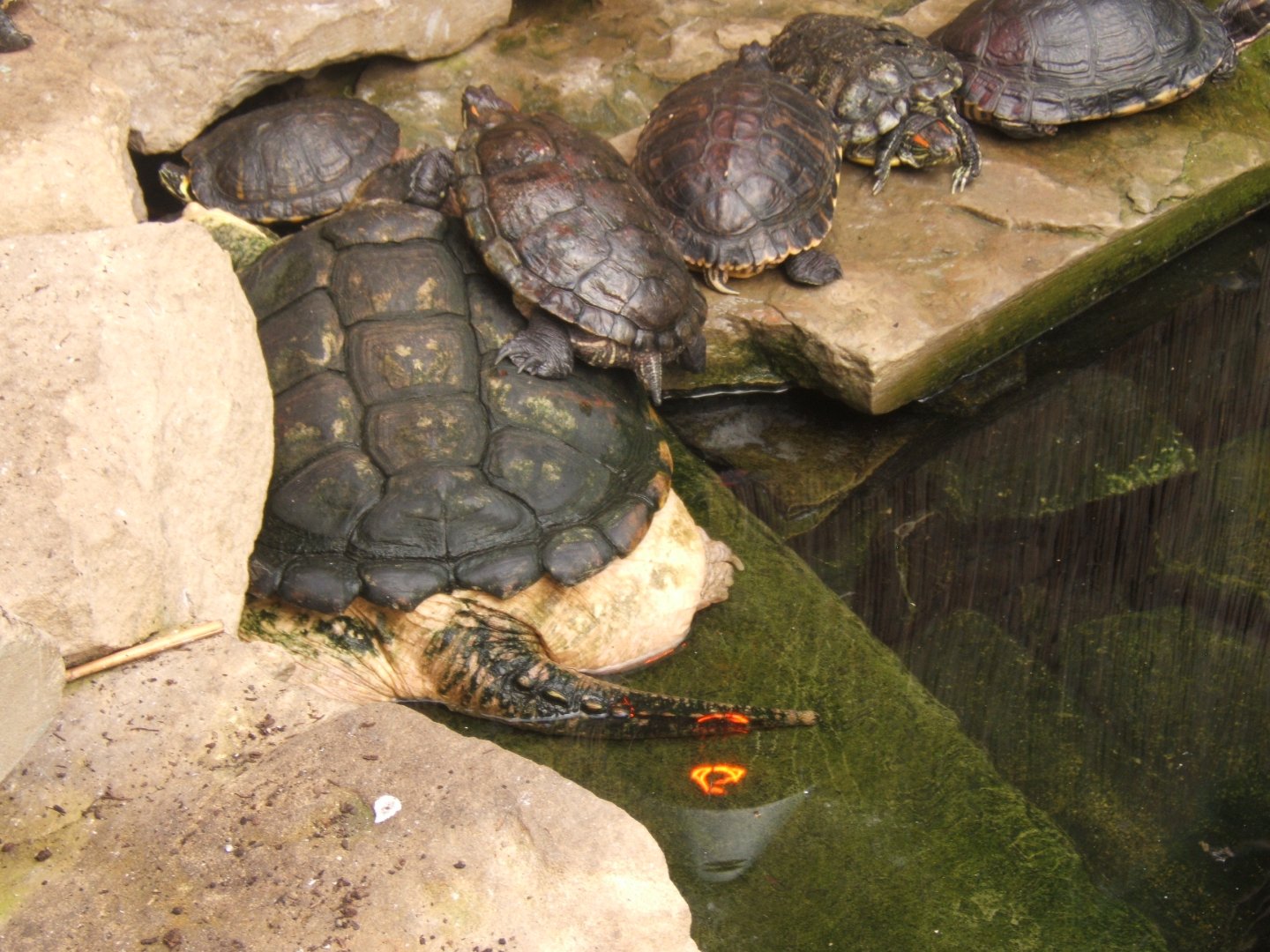 A Huddle of turtles 23/04/2019