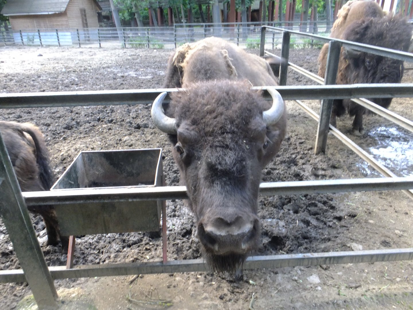 A hungry Bison