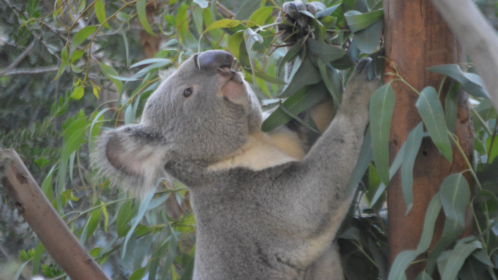 A hungry Phascolarctos cinereus adustus