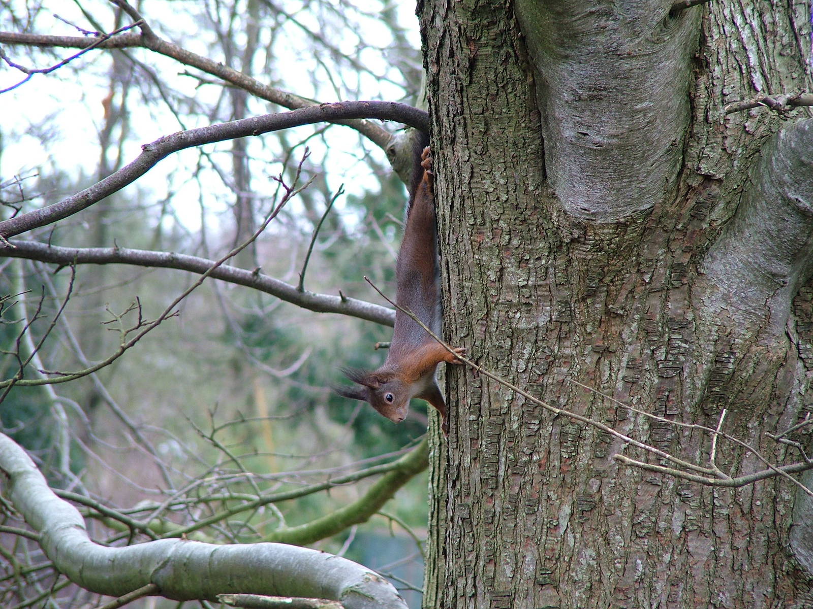 A Jersey Red Squirrel!!!