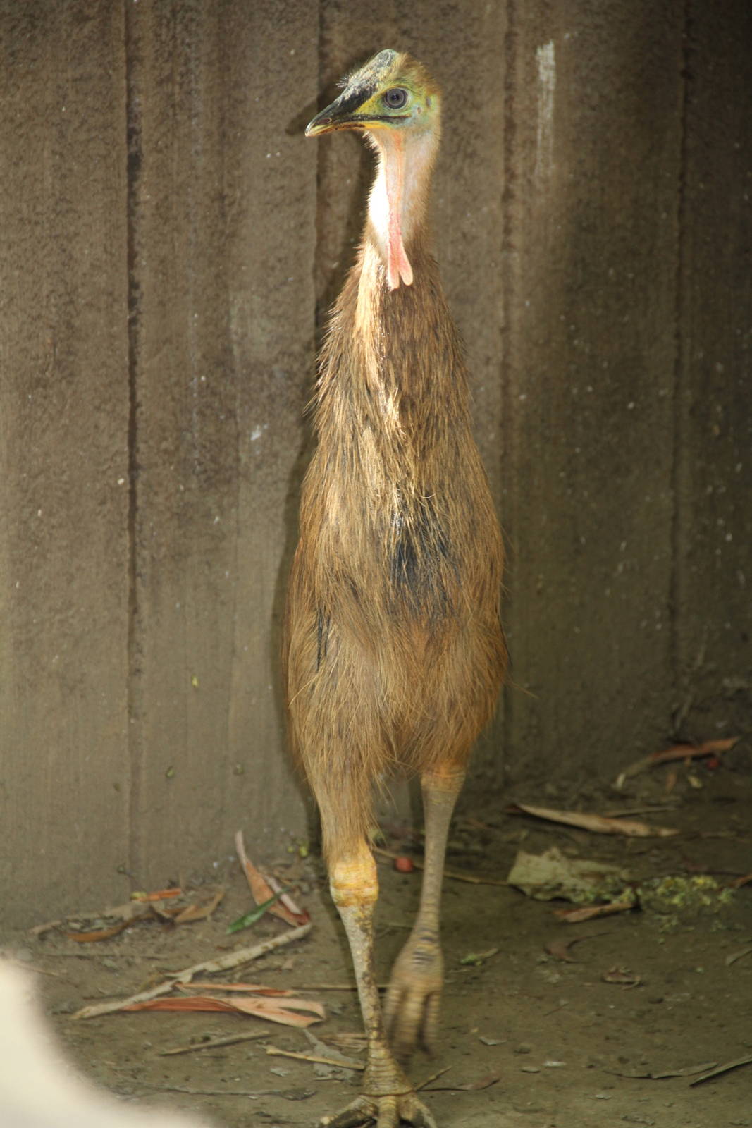 A juvenile Southern Cassowary (Casuarius casuarius)