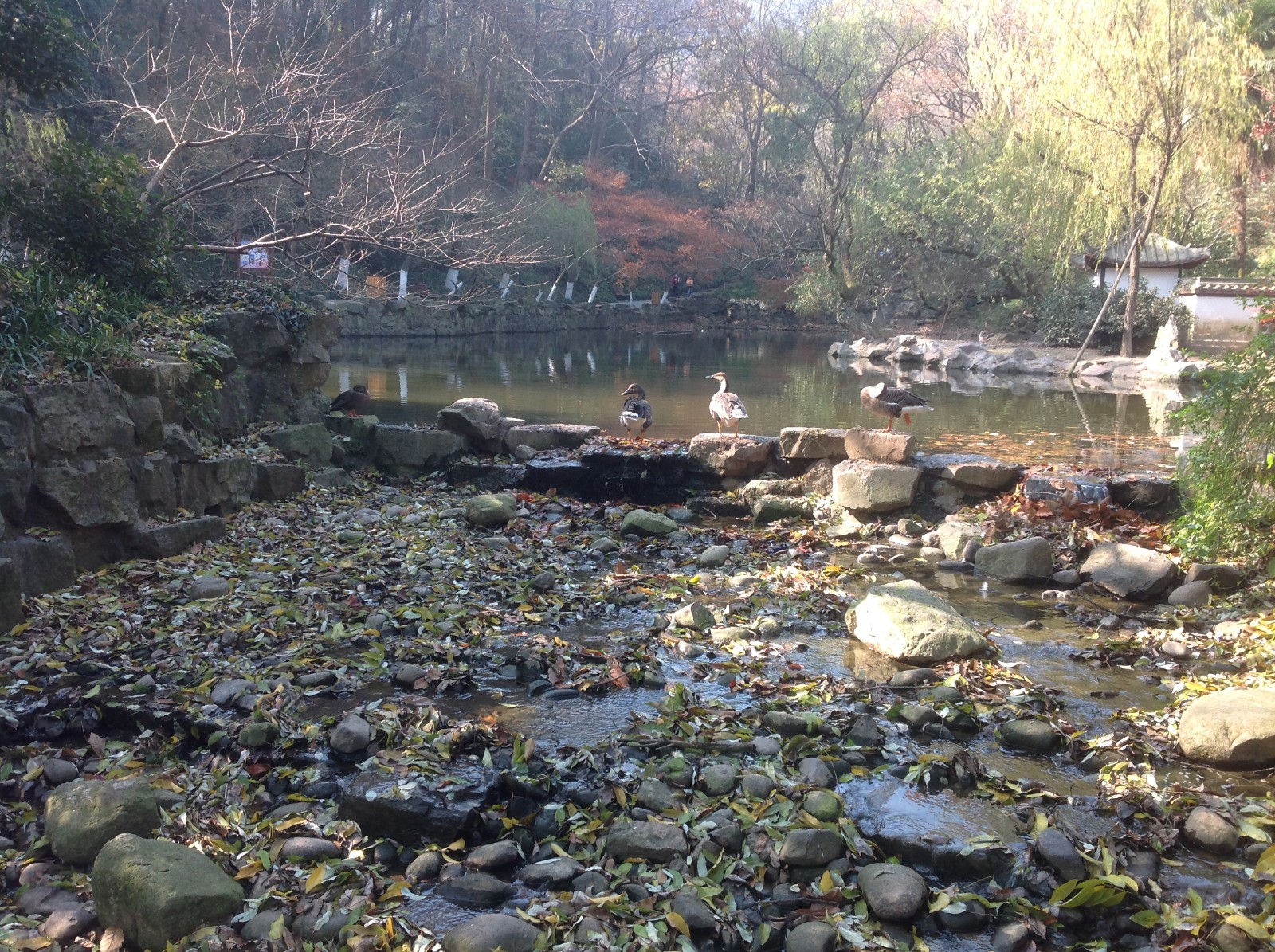 A lake for Anseriformes