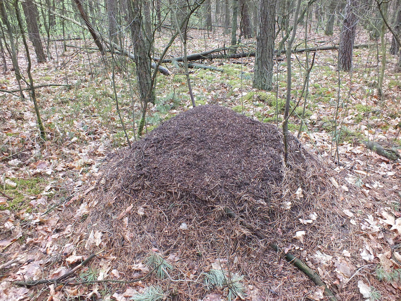 A Large Ants nest for the Large Ants - Kampinos National Park