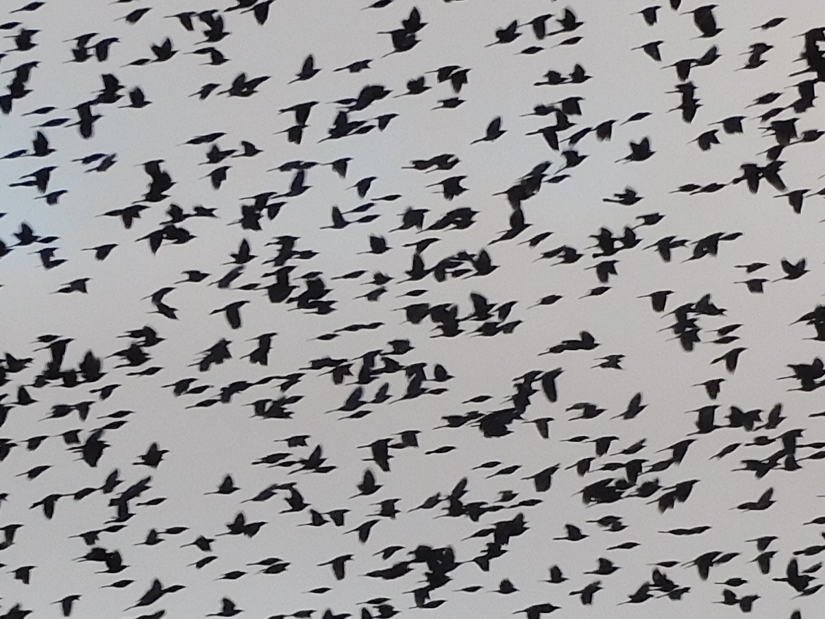 A large flock of birds