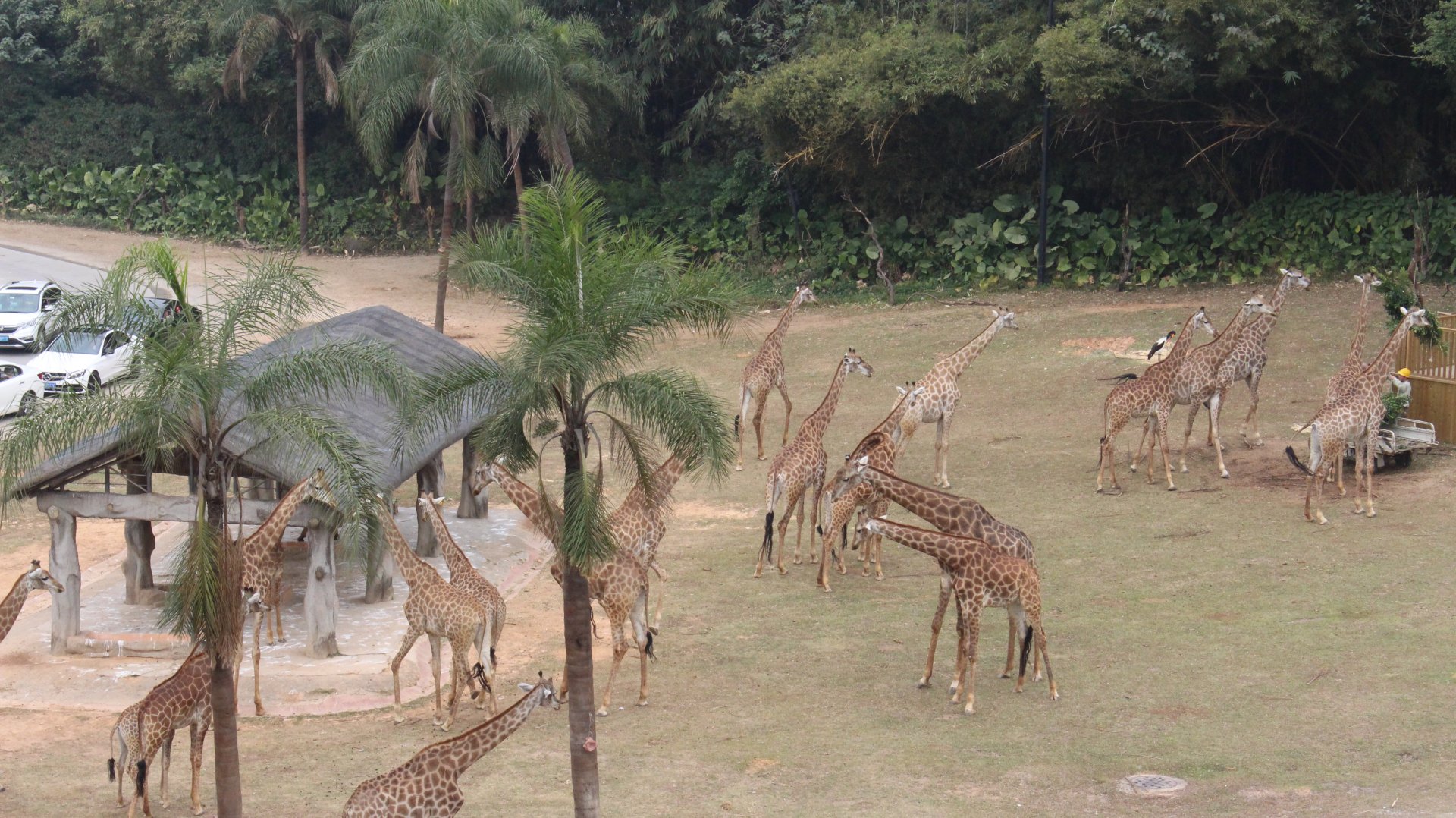 A large herd of giraffe