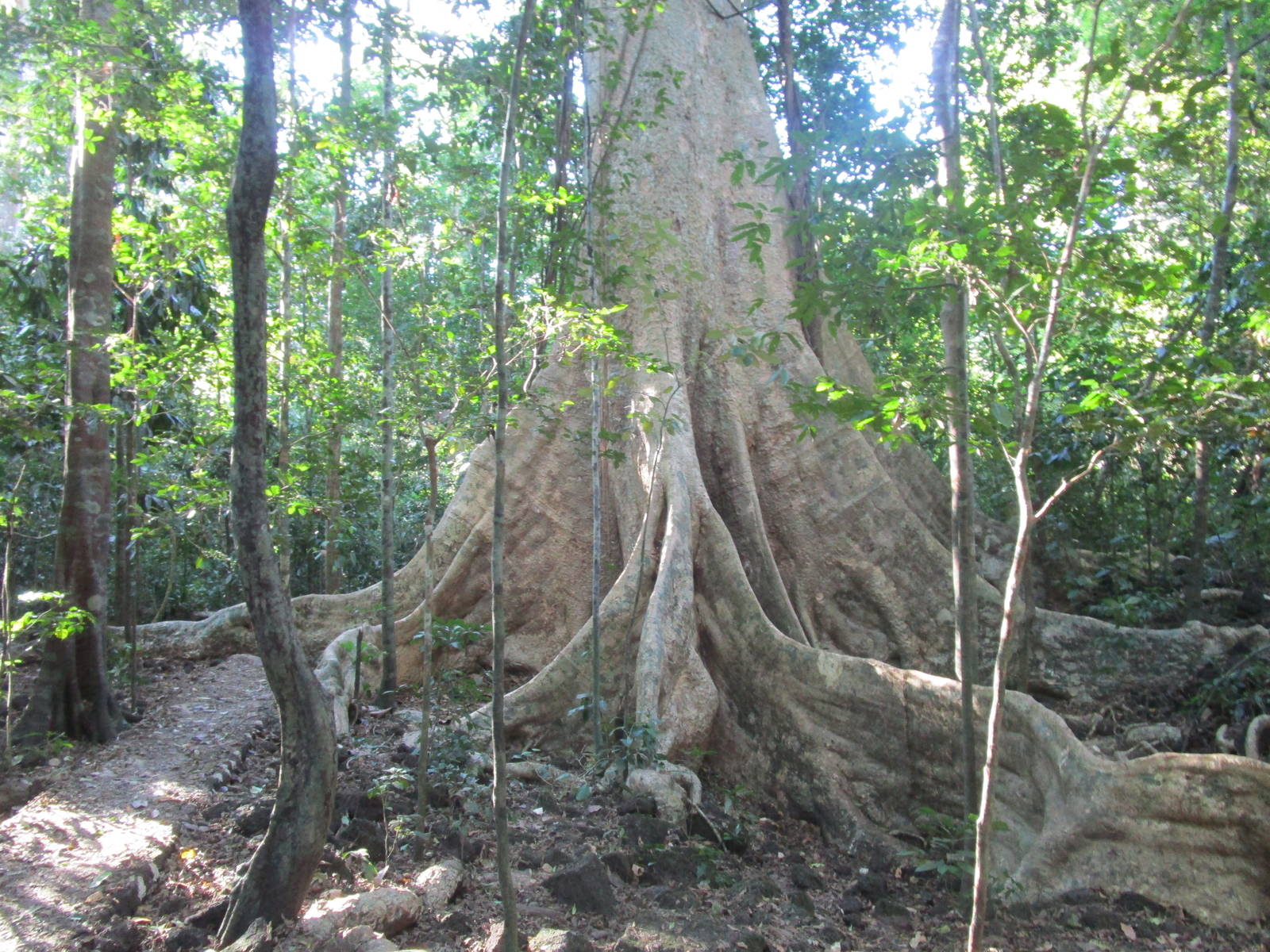 A large tree - Cat Tien