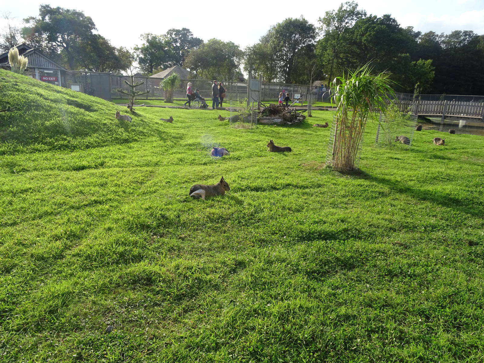 A Lawn Full of Maras at Yorkshire Wildlife Park