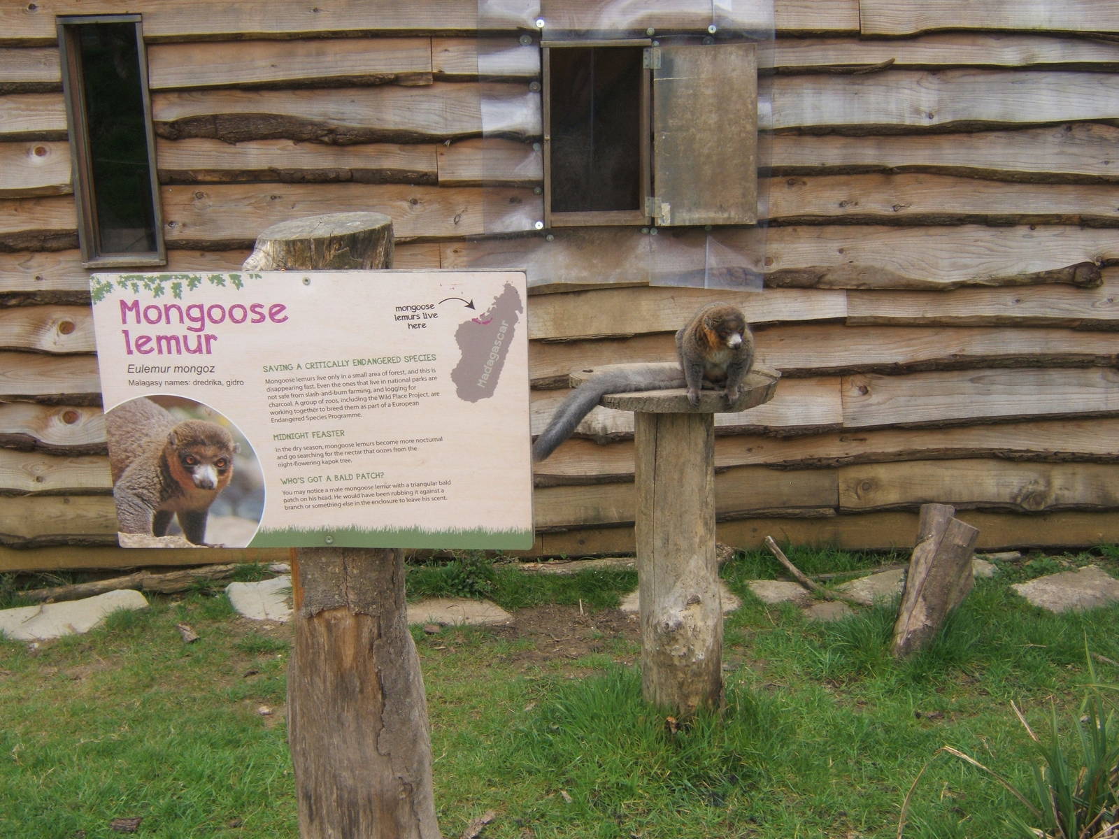 A Lemur that knows what it is